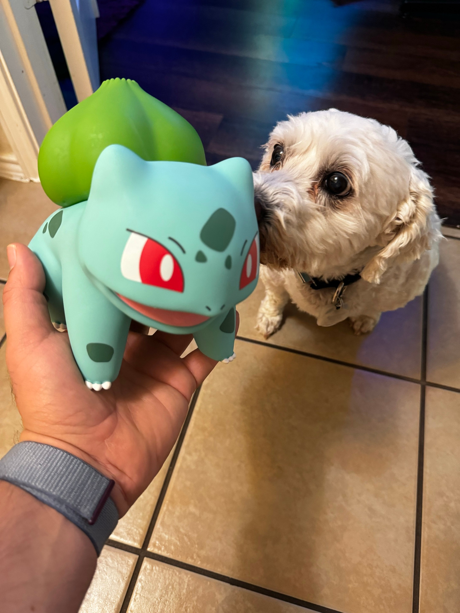 A dog smelling a Bulbasaur 