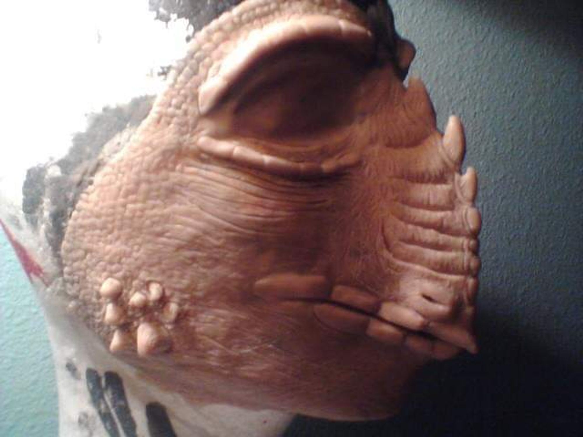 A sculpture of a draconic face in clay, on a styrofoam headform. 
The snout is short but narrow, with many spines. The lips have large scales.  There are ridges above and below the eyes, and small spikes protruding from the cheeks. 

#sculpture #clay #dragon #dragonart #costuming #furryartist