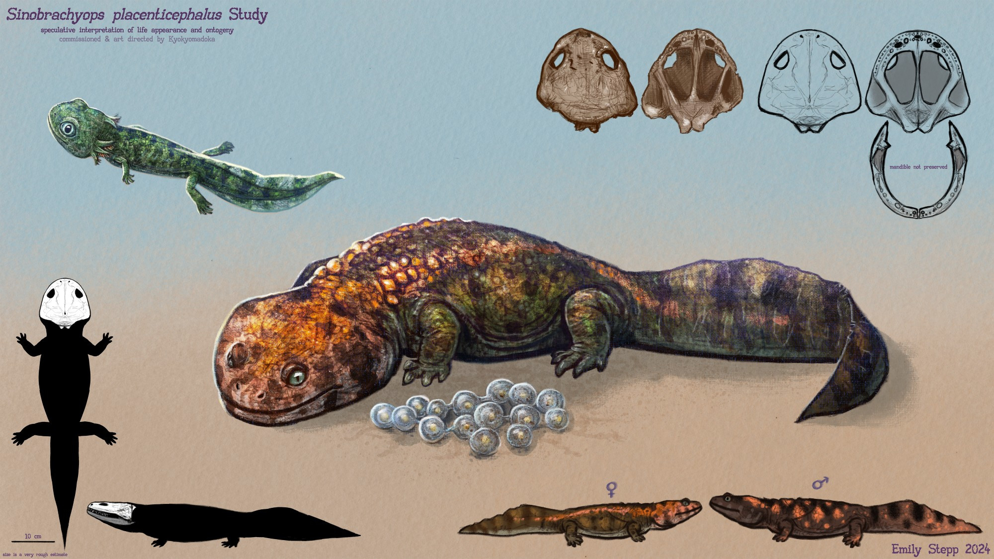 Speculative paleoart study of the Middle Jurassic brachyopid temnospondyl Sinobrachyops with sexual dimorphism and ontogeny. 