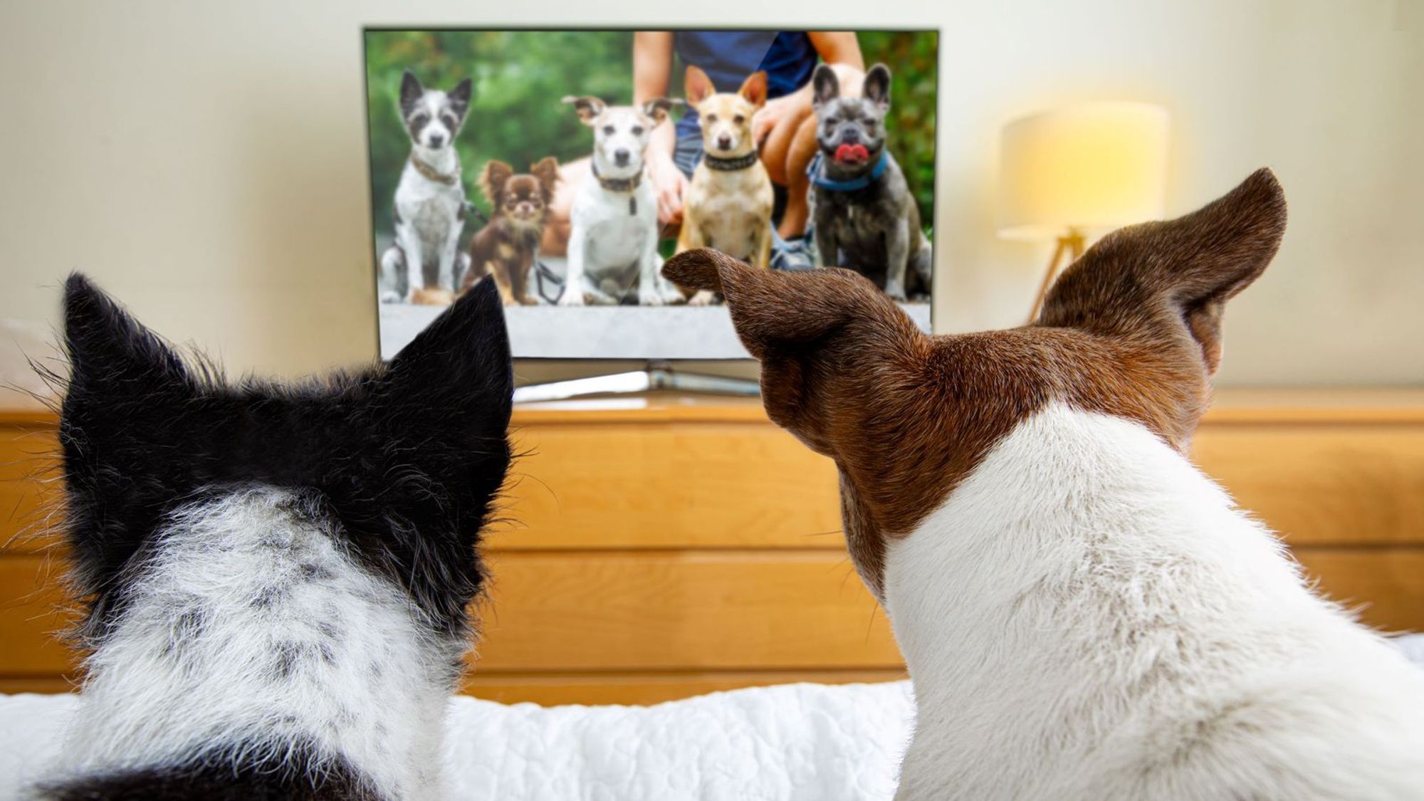 two dogs watching dogs on a TV