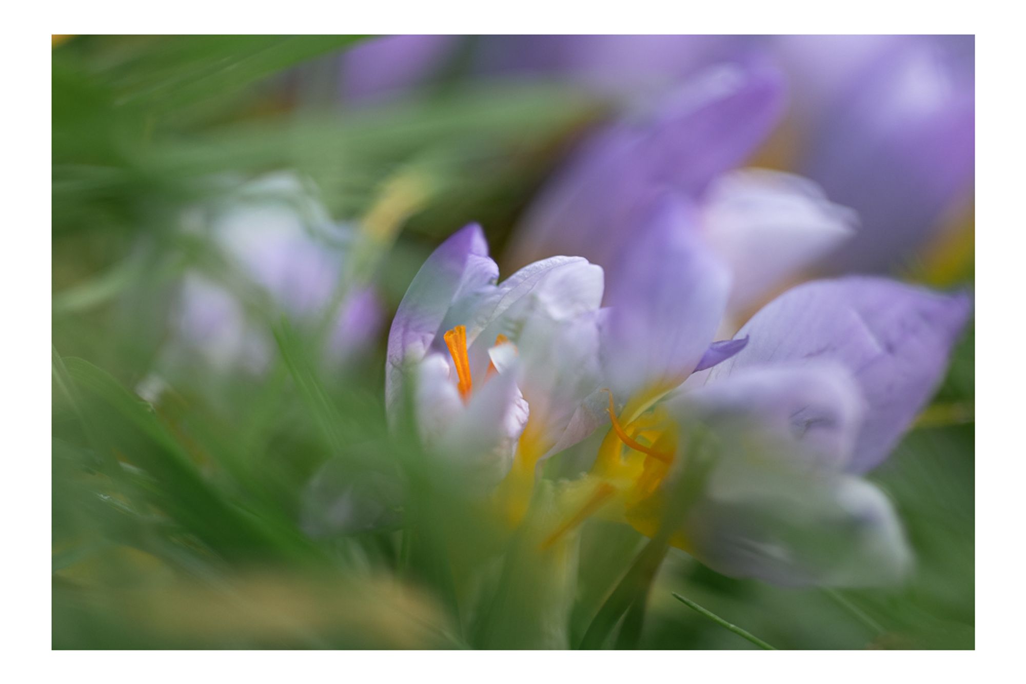 Photograph of some crocuses growing amongst grass