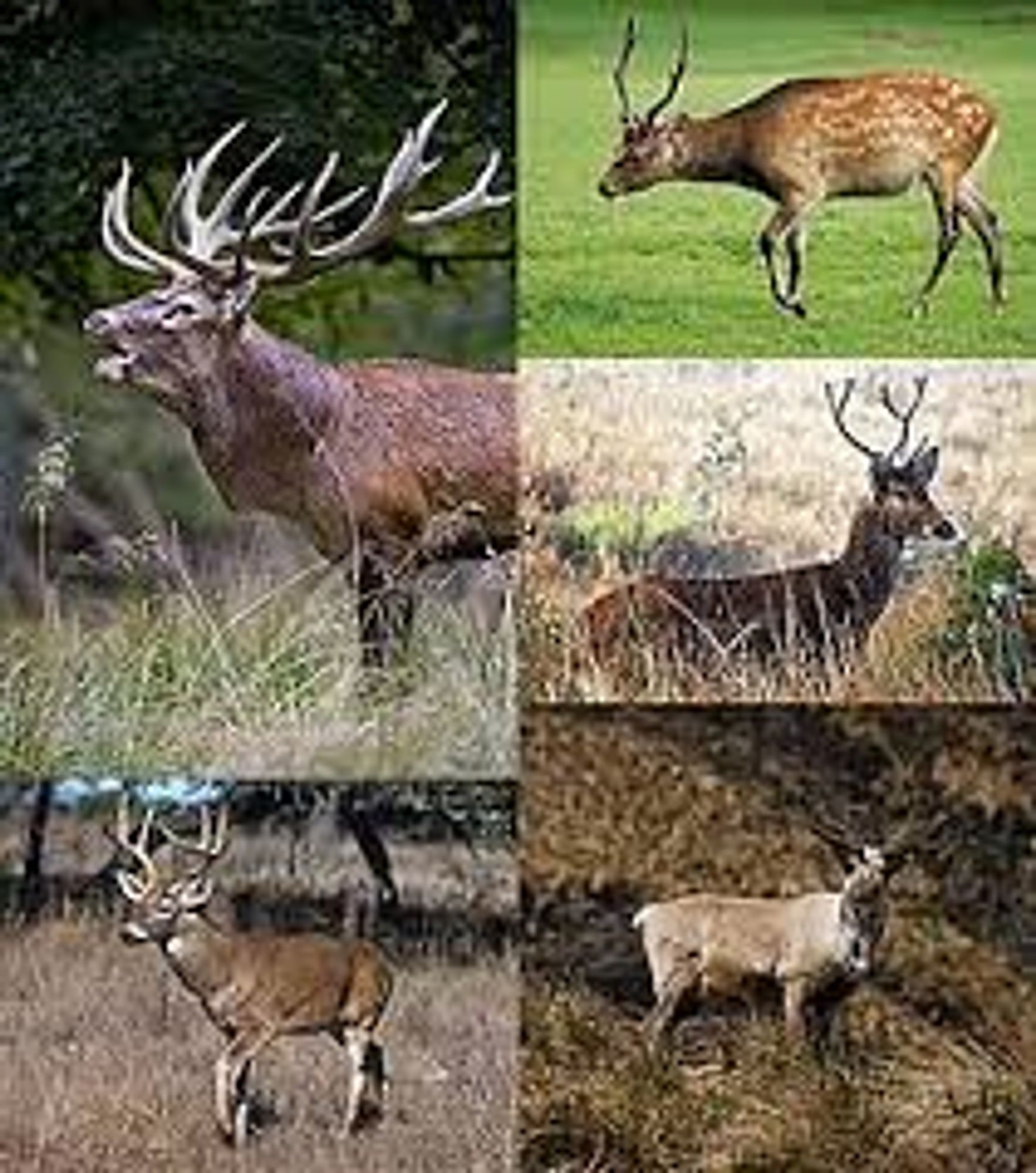 Collage of 5 male deer