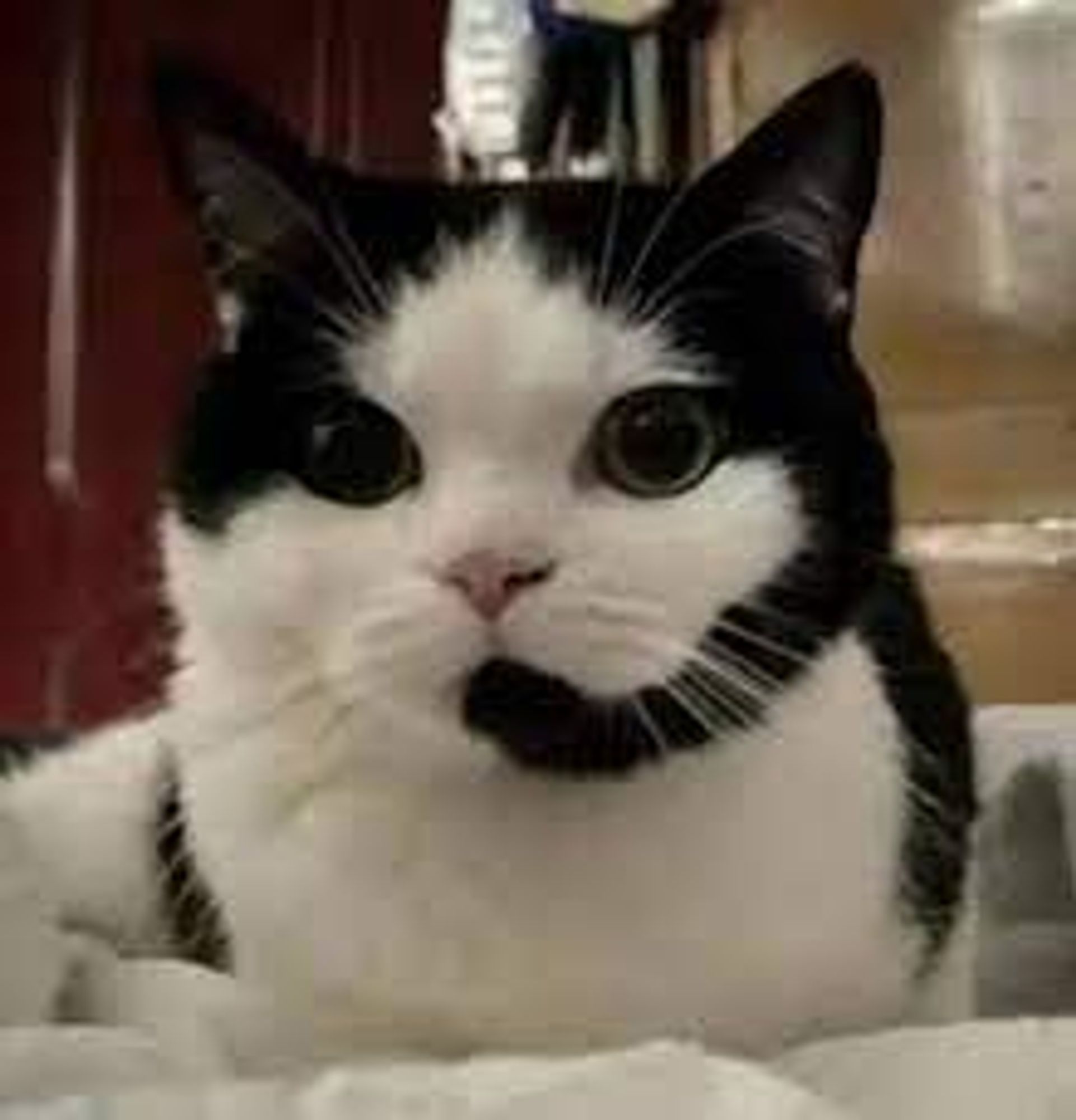 White and black cat with markings that look like he's wearing a phone headset