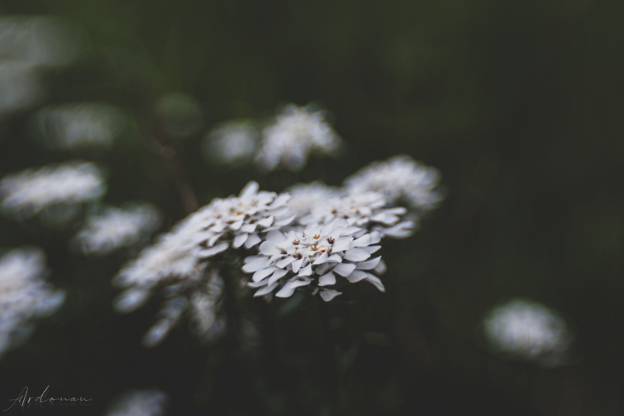 Photo de fleurs