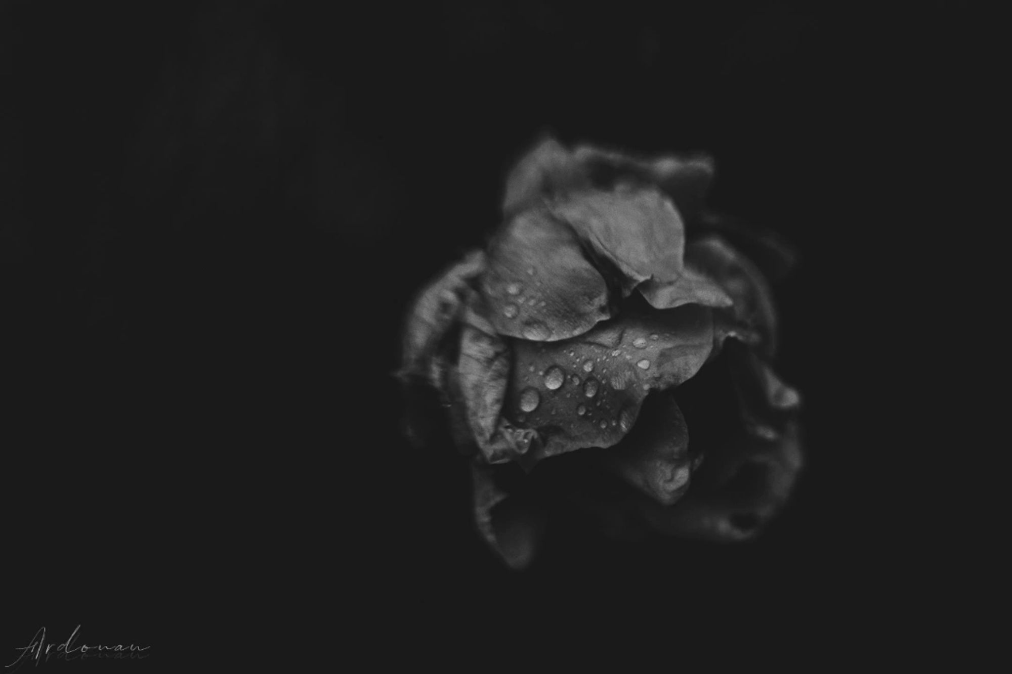 Photo de rose en noir et blanc