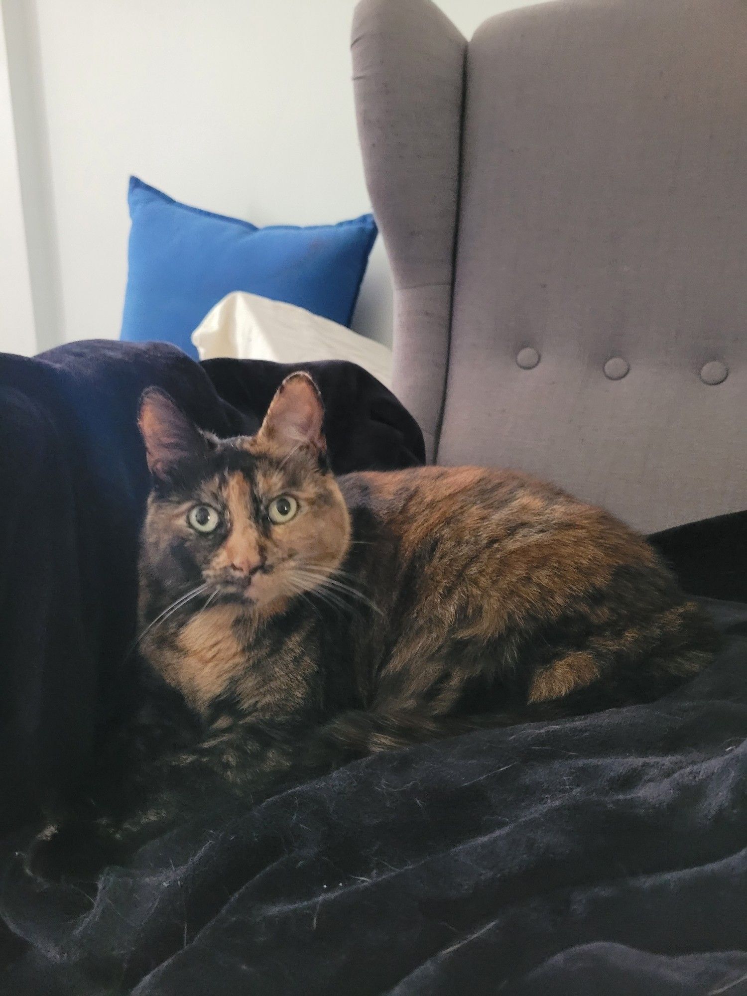 A tortoiseshell cat is lying curled up in loaf position on a black blanket on a gray chair. She's looking directly at the camera.