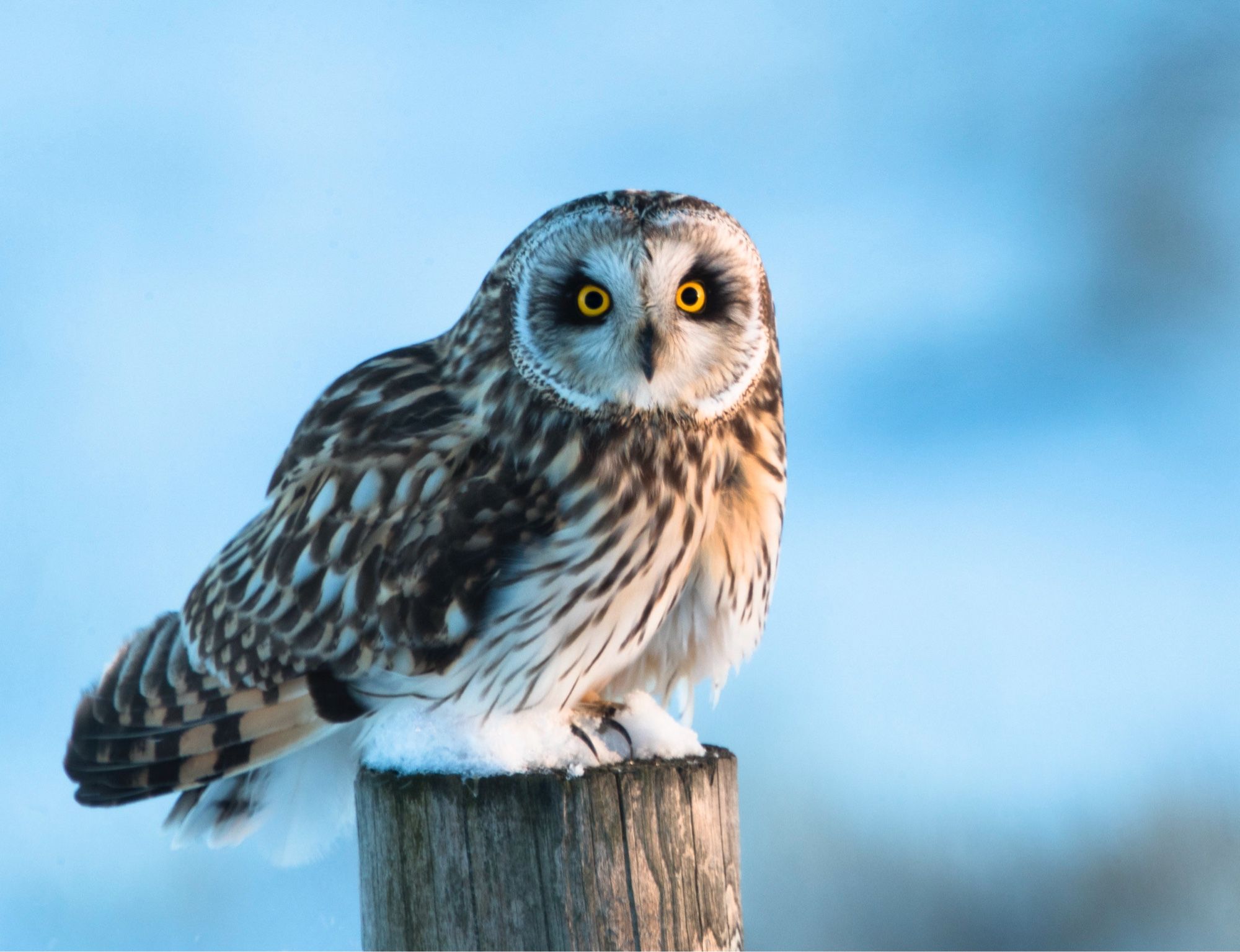 A superb short-eared owl (Asio flammeus) sitting on a snow-topped post