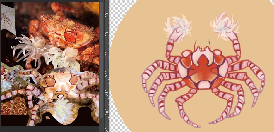 screenshot with photo reference of a pompom crab, and a drawing of such crab beside it