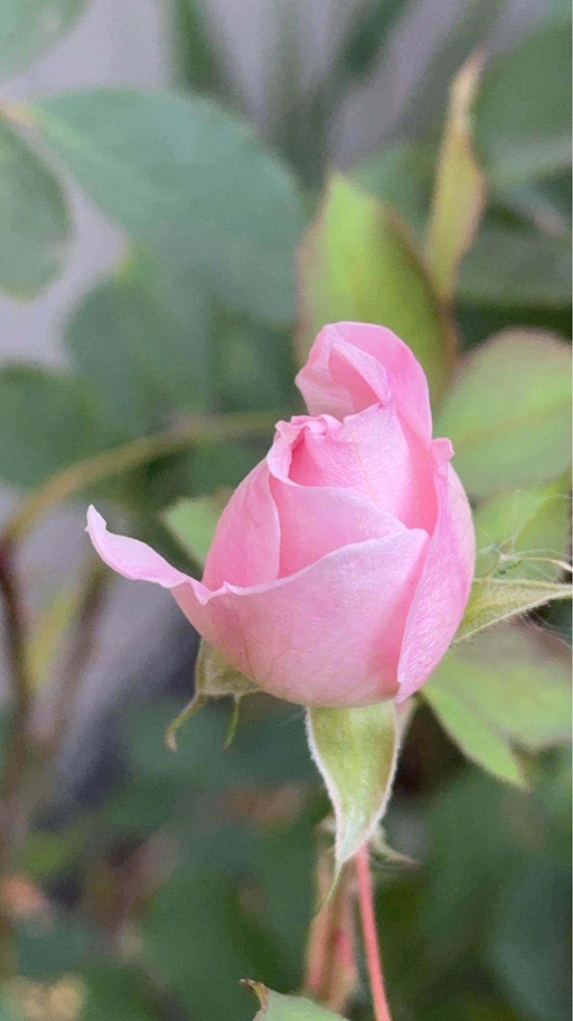 A pink rosebud just starting to open.