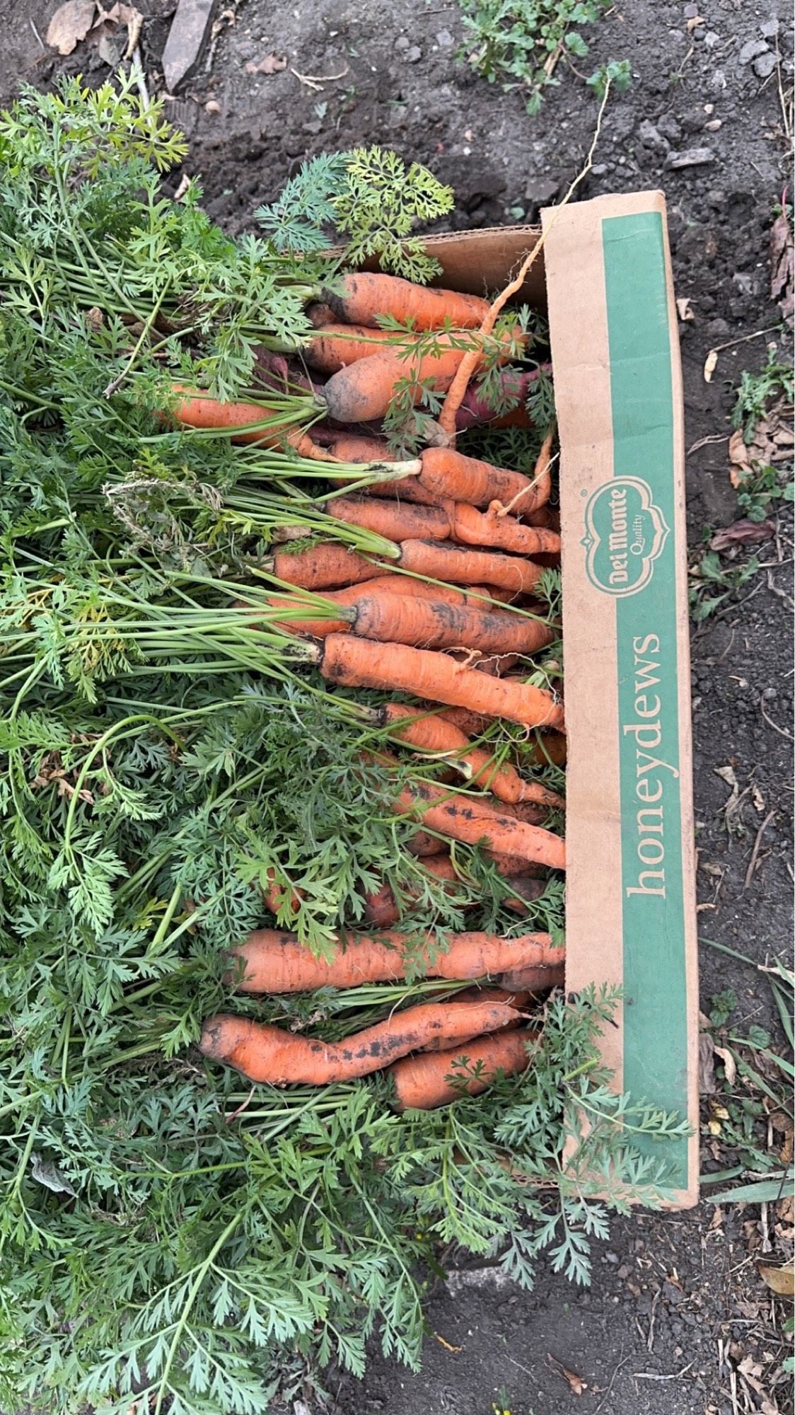 A box filled with carrots including their tops.