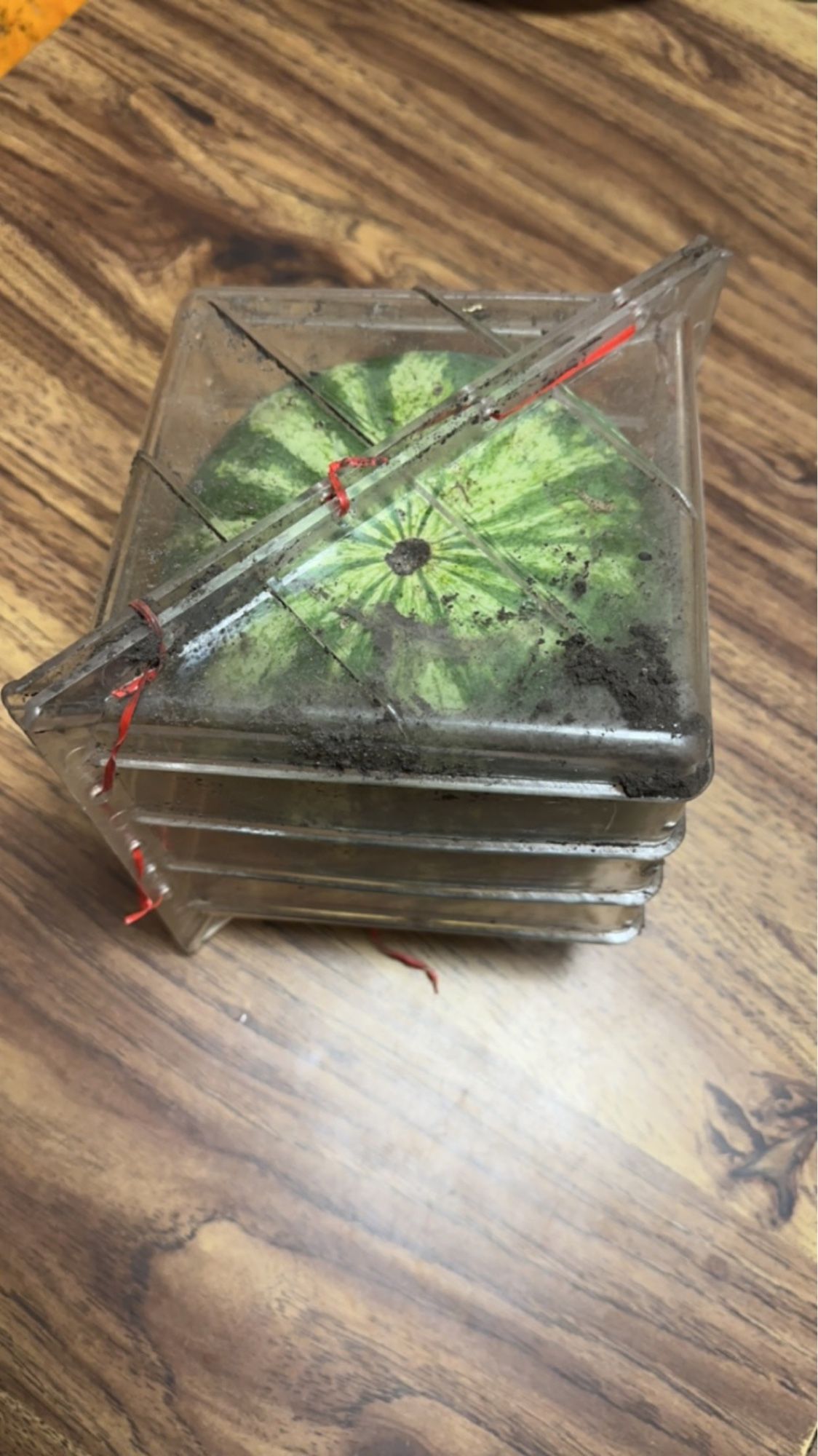 A watermelon inside a cube mold.