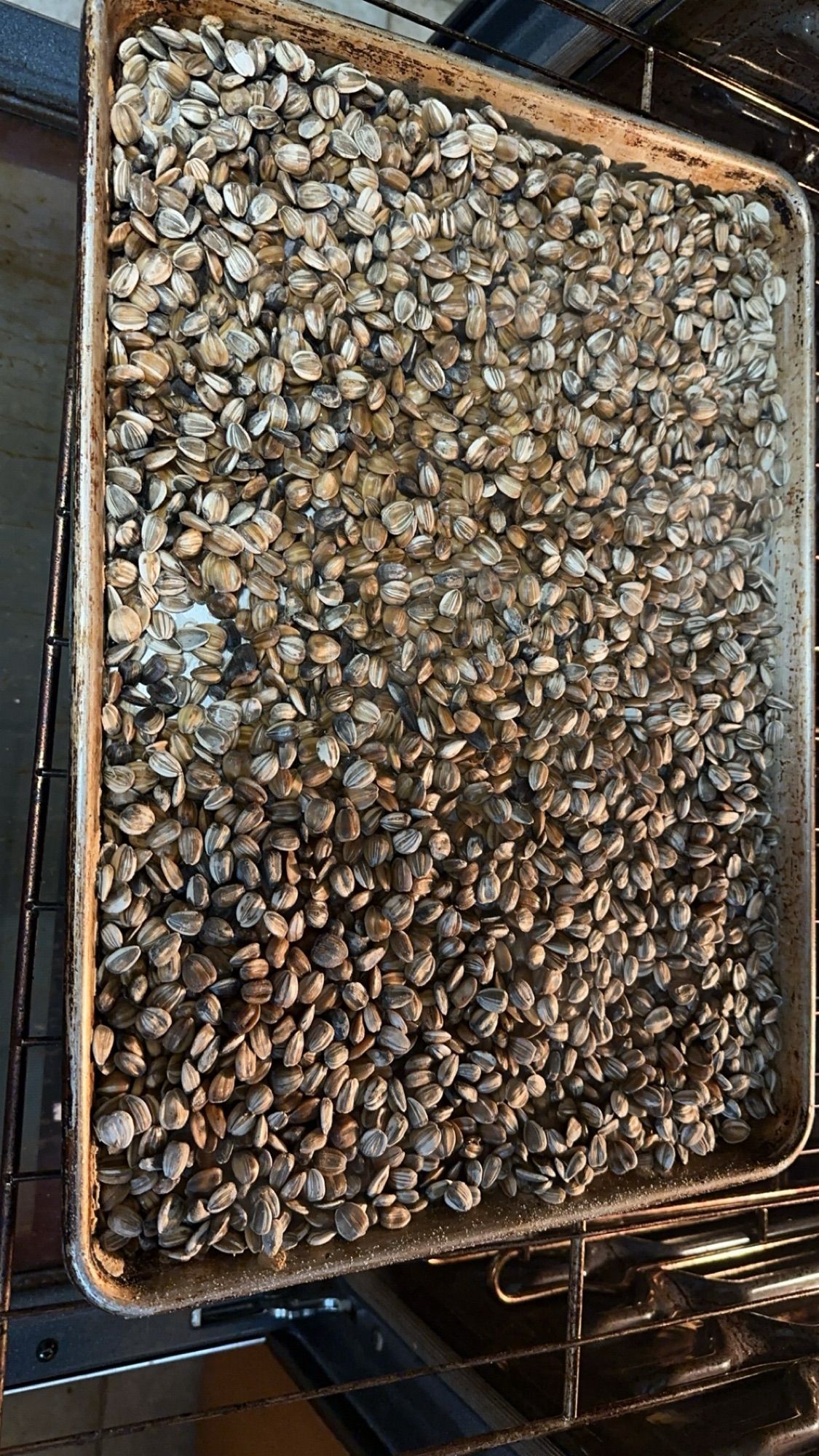 A cookie sheet covered with sunflower seeds, roasting in an oven.