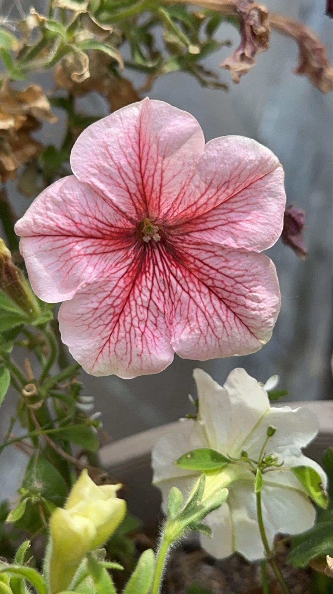 A light pink petunia with red “veins” running through the petals.