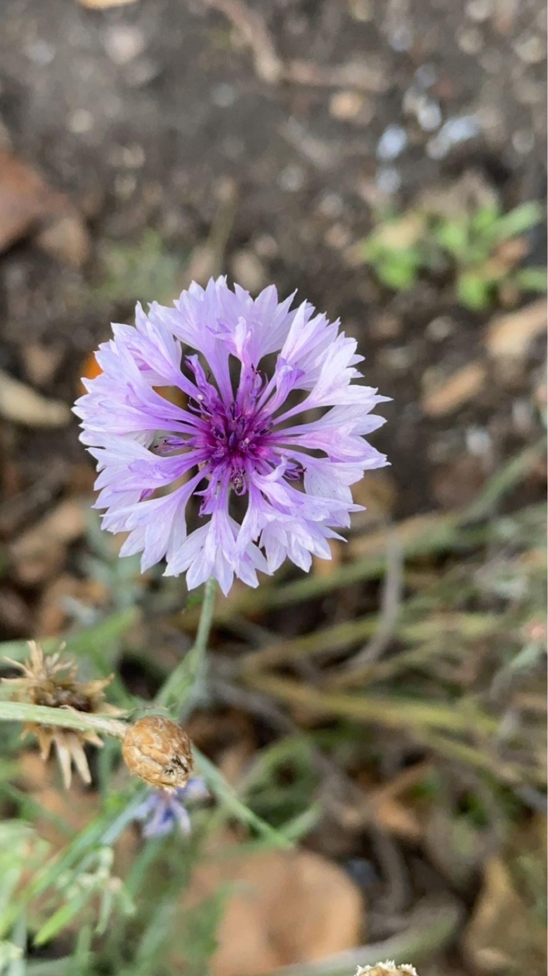 A white bachelor button with a purple centre.