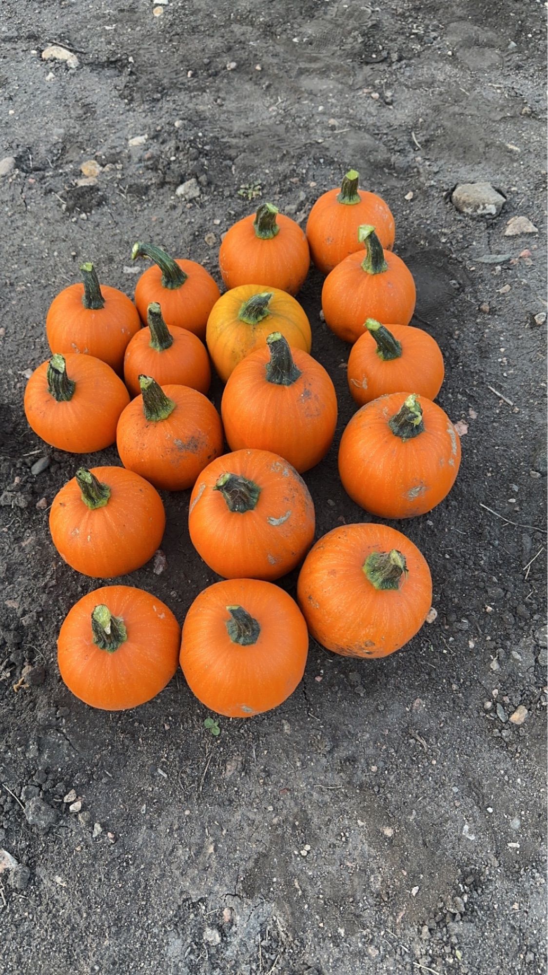 Small dark orange Wee Be Little pumpkins.  They can fit in the palm of your hand.