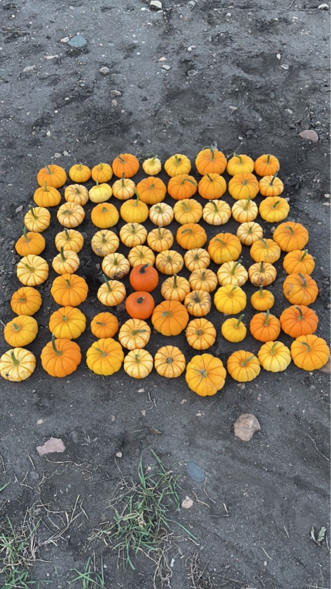 75 mini pumpkins. Various shades of orange in colour with some being striped.