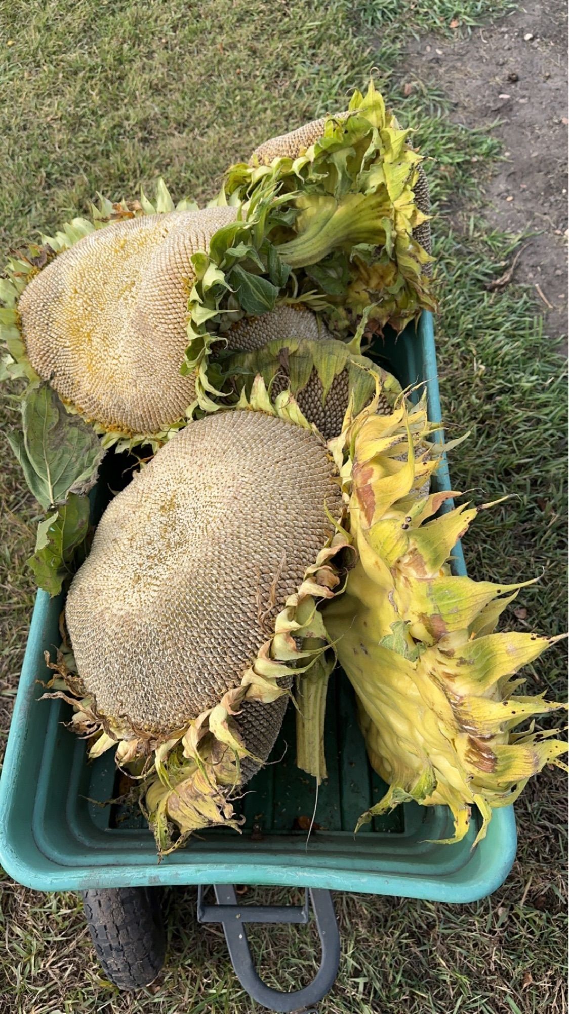 A wagon filled with 8 large sunflower heads. Only parts of 6 are visible.