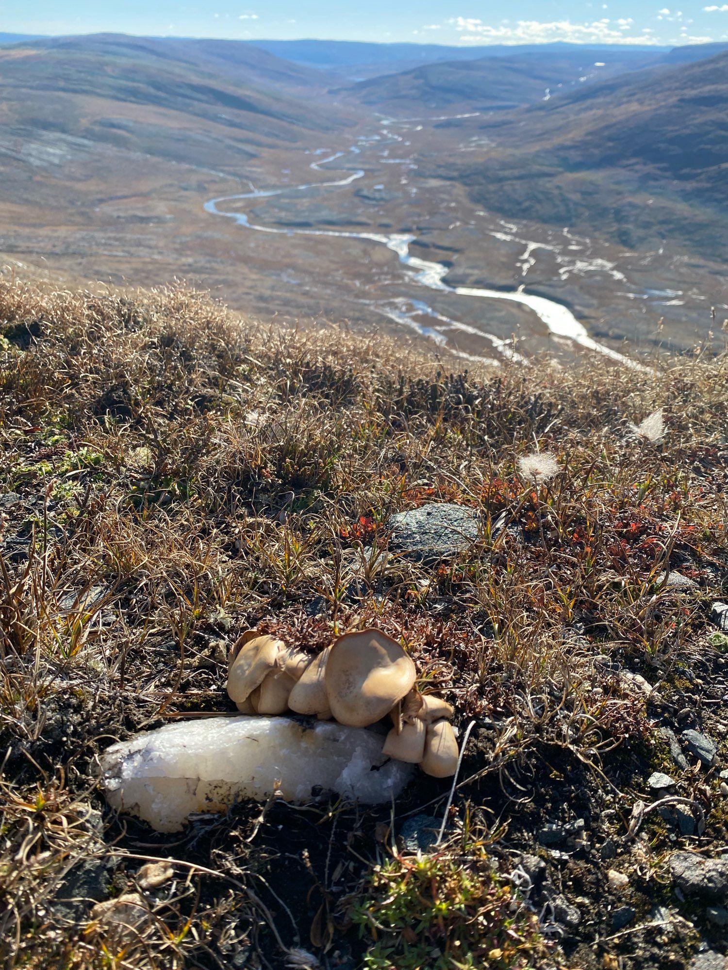 Mushrooms near a chunk of quartz on the tundra.  A braided river far below in the valley.