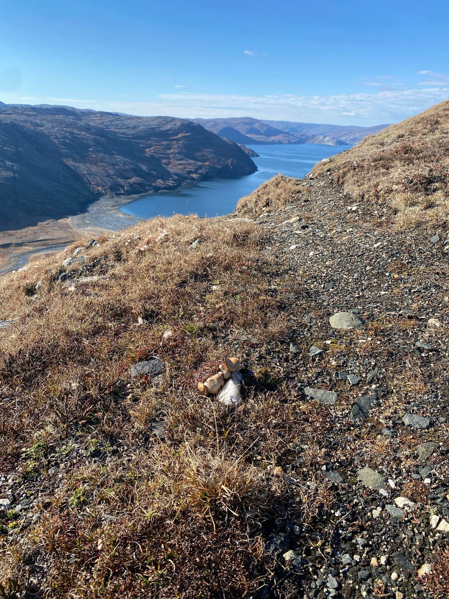 Wakeham Bay in the background; mushrooms on the tundra hillside in the foreground, 800 feet above the bay.