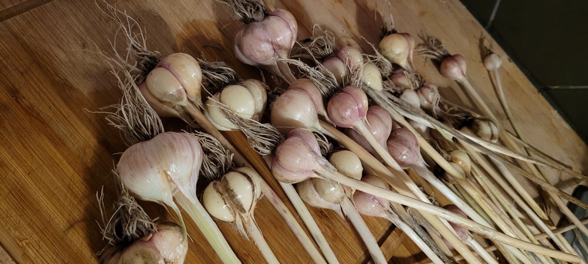 Newly harvested garlic bulbs drying on a wooden carving board.