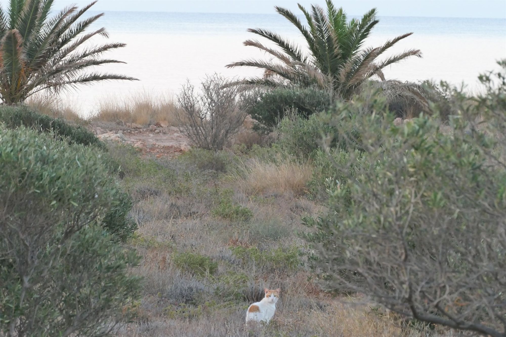 Cat in Crete, Xerokampos