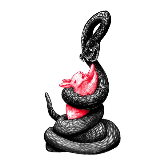 A close up of the snake strangling the rabbit from the prior image. This illustration is the one part of the prior illustration that is fully rendered. The snake is drawn in black digital ink with individually rendered scale and a rattle at the end of its tail. It looks down at the rabbit in its grasp, jaws open menacingly and eyes an empty white. The red rabbit's arms are oustretched against the snake, struggling against it to no avail, its eyes squeezed shut and small mouth open in a silent cry. #art