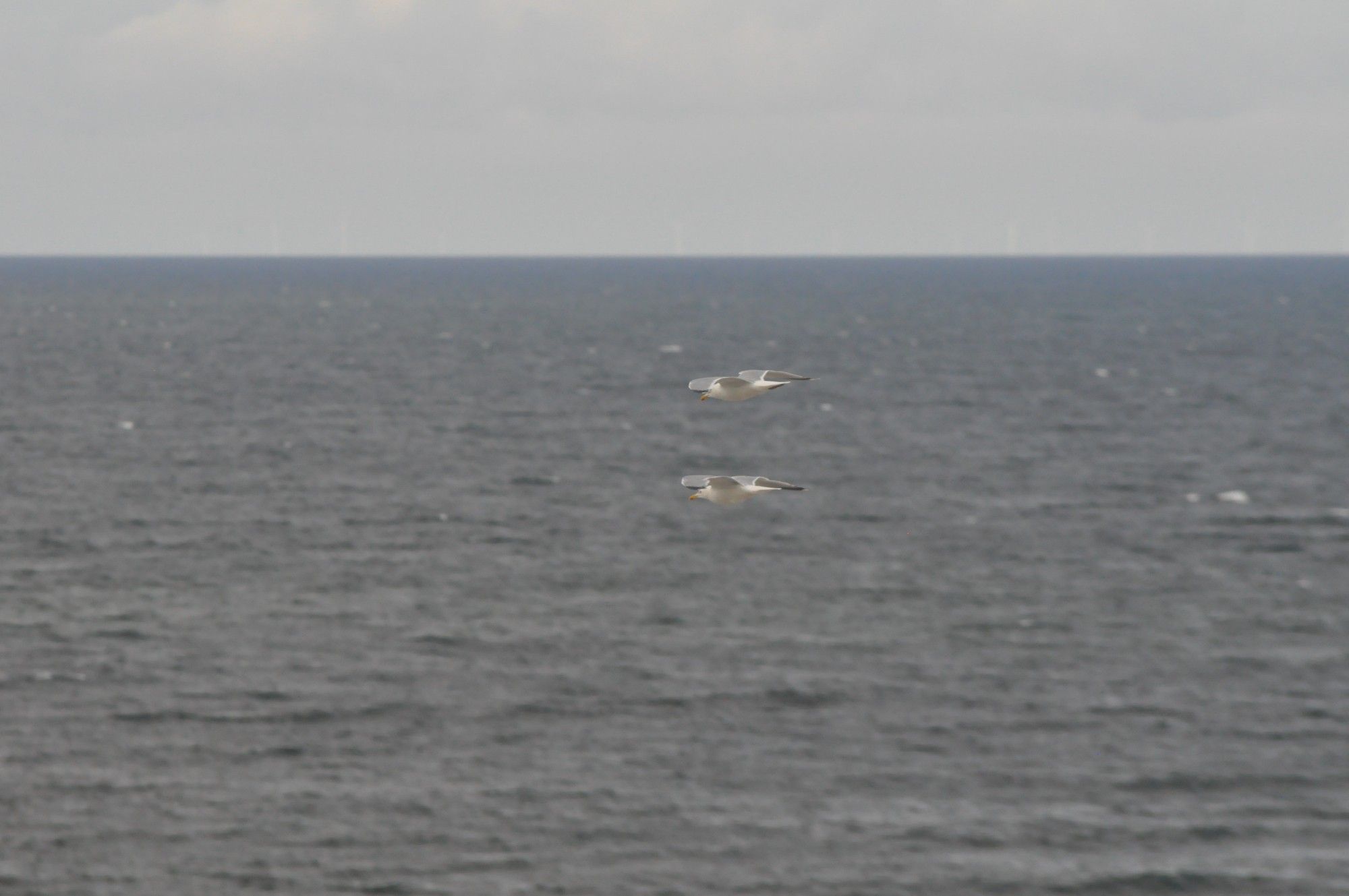 Zwei Möwen fliegen parallel übereinander von rechts nach links. Unter ihnen ist die Nordsee, die etwa zwei Drittel des Bildes einnimmt. Der Rest darüber ist graublauer Himmel.