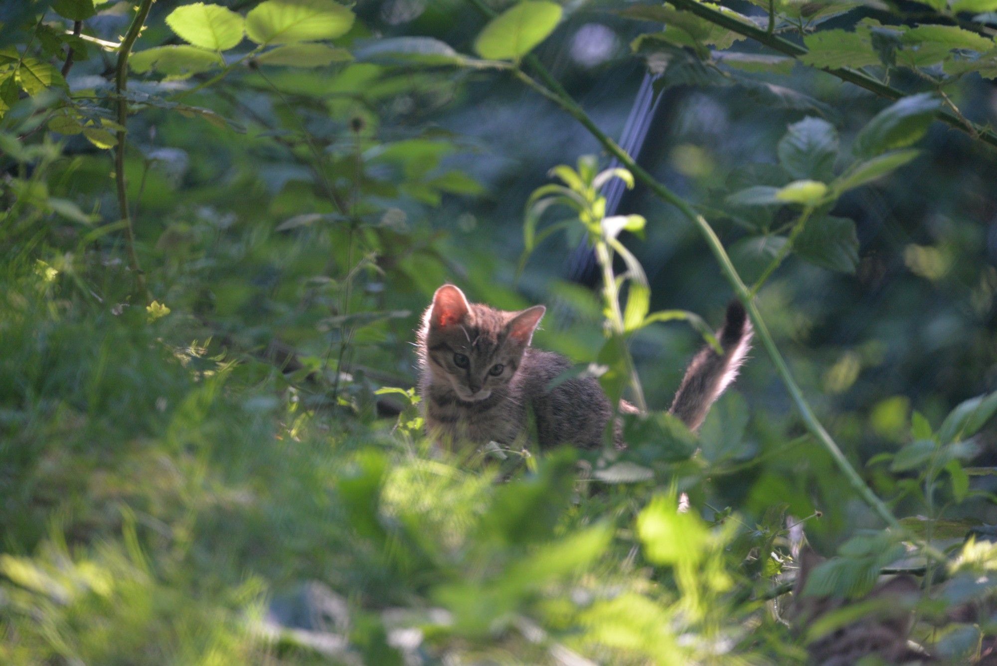 Ein Katzenbaby. Es ist eine junge Wildkatze, man sie von vorn und vom Körper die linke Seite. Sie sitzt ziemlich mittig auf einer grünen Wiese und um sie herum sind Blätter und Äste.