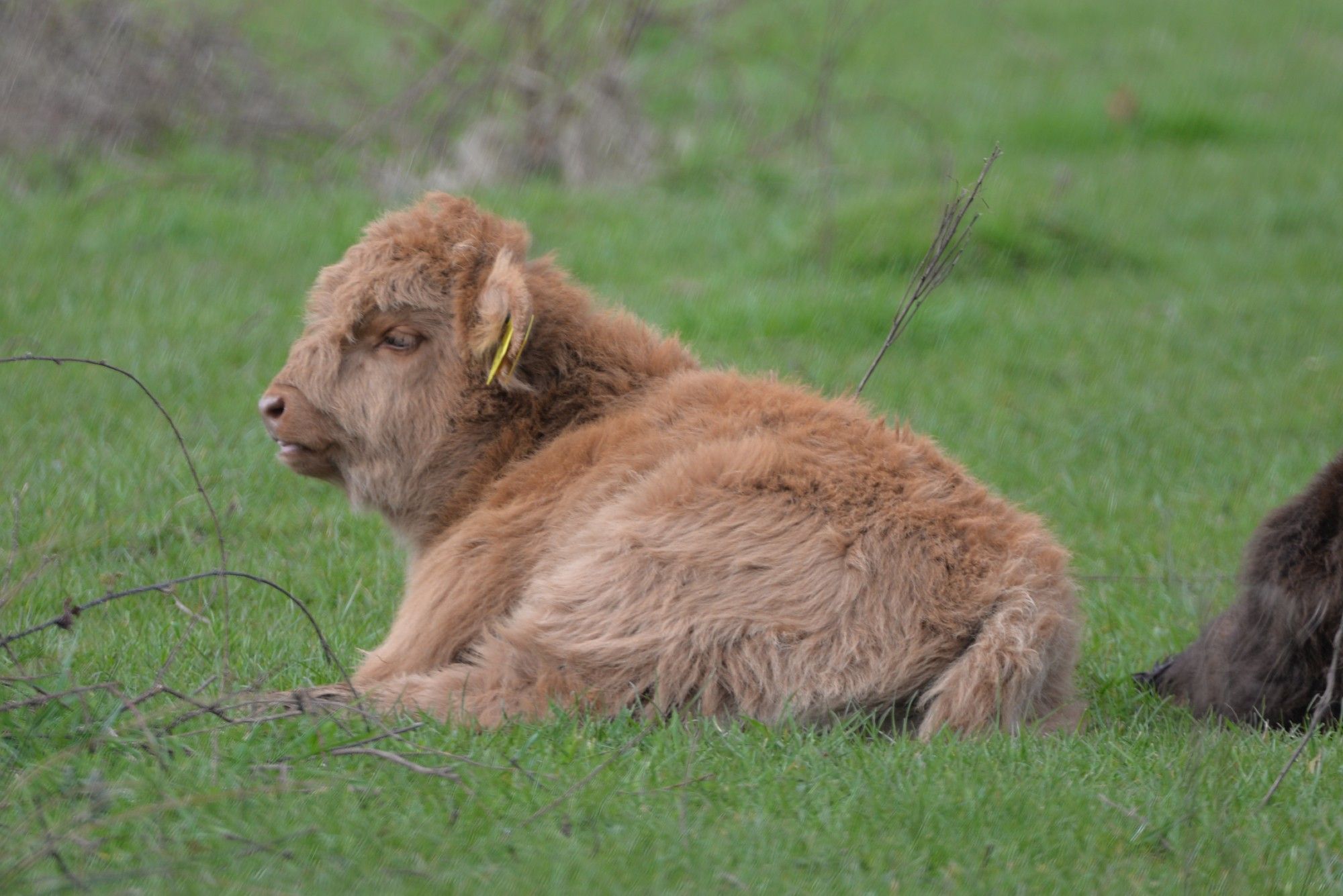 Ein hellbraunes Hochlandrind-Kälbchen liegt auf einer grünen Wiese, es schaut nach links und ist im Profil fotografiert. Es hat eine gelbe Ohrmarke und mittellanges Fell, das sehr flauschig aussieht.