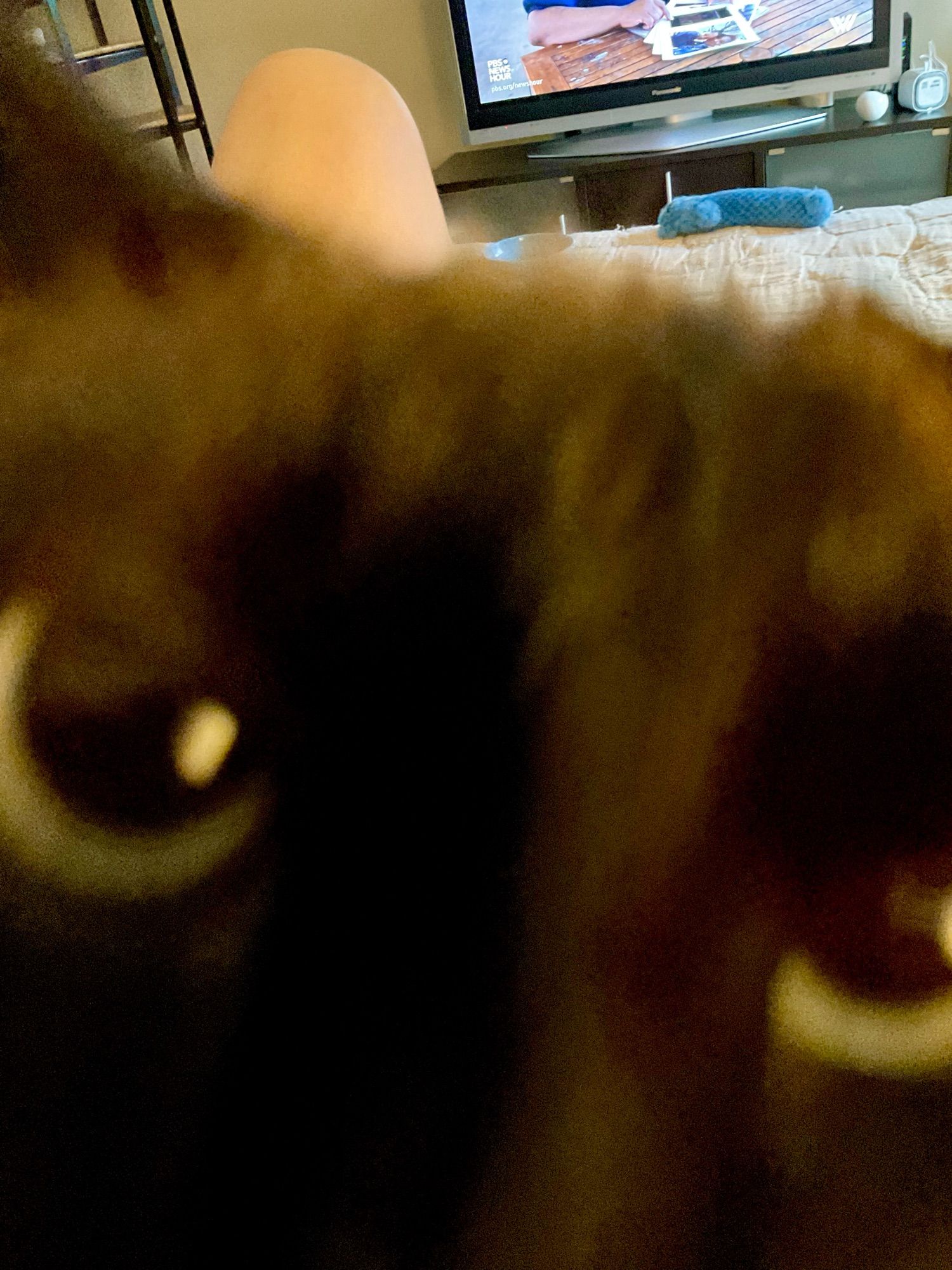 A Siamese cat right up in my face.