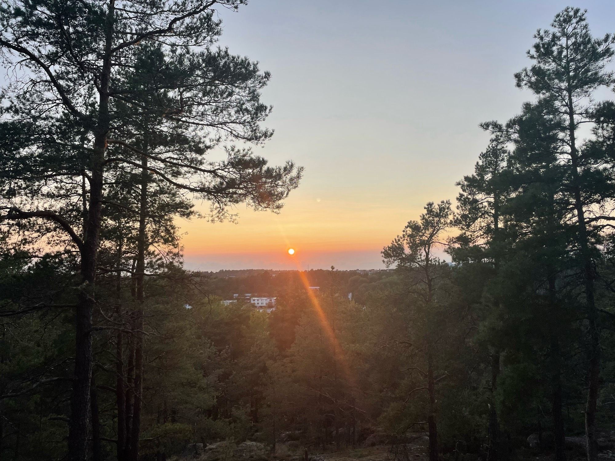 Aurinko laskee horisonttiin. Kolme mäntyä katsoo aurinkoa vakavana.