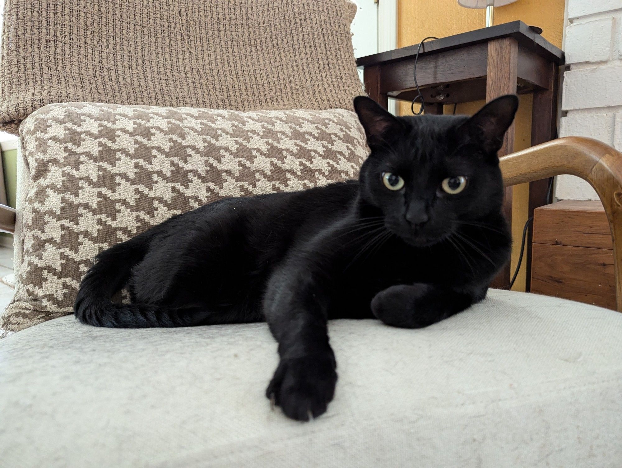 Big black cat on a chair