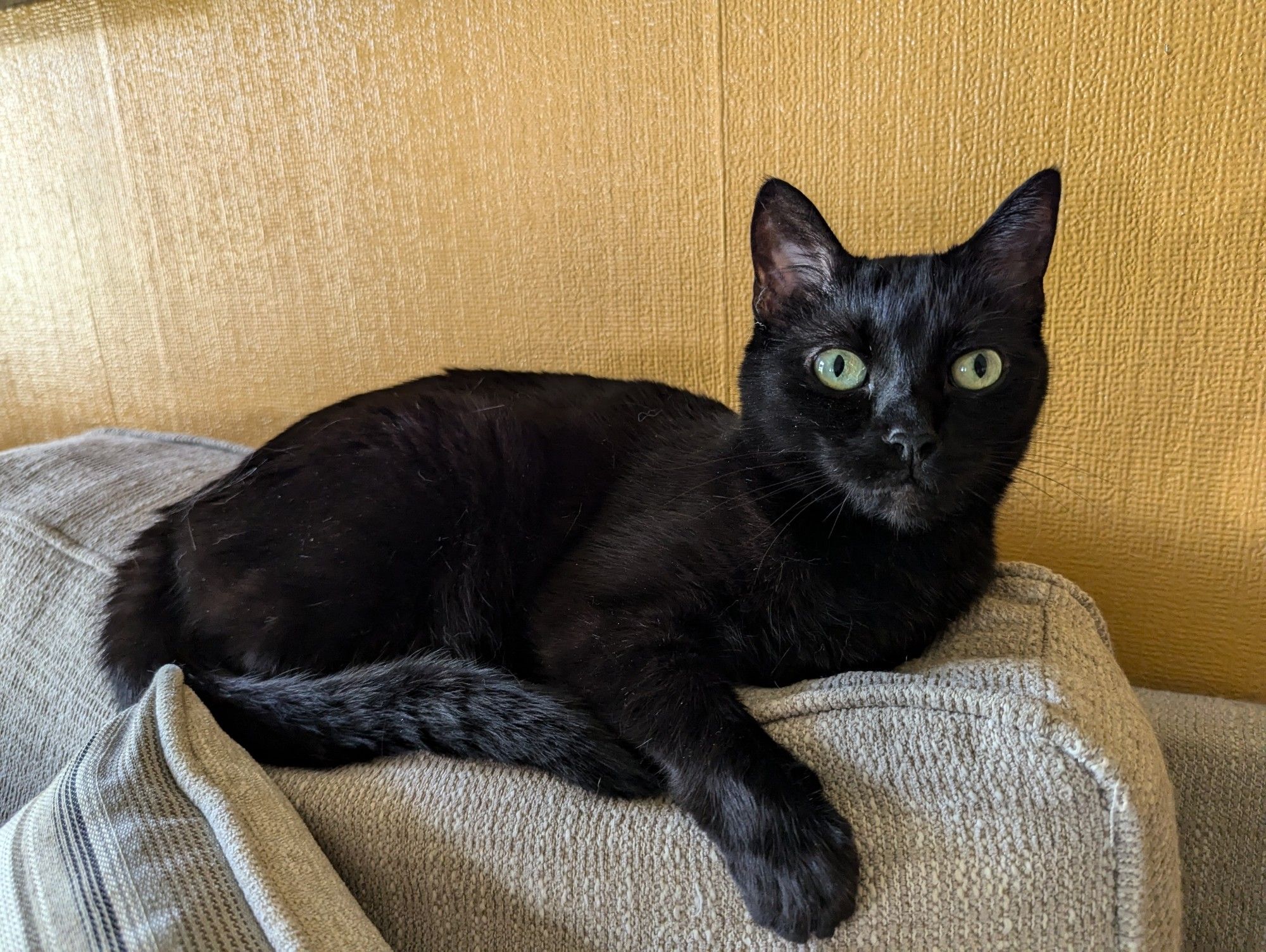 Small black cat