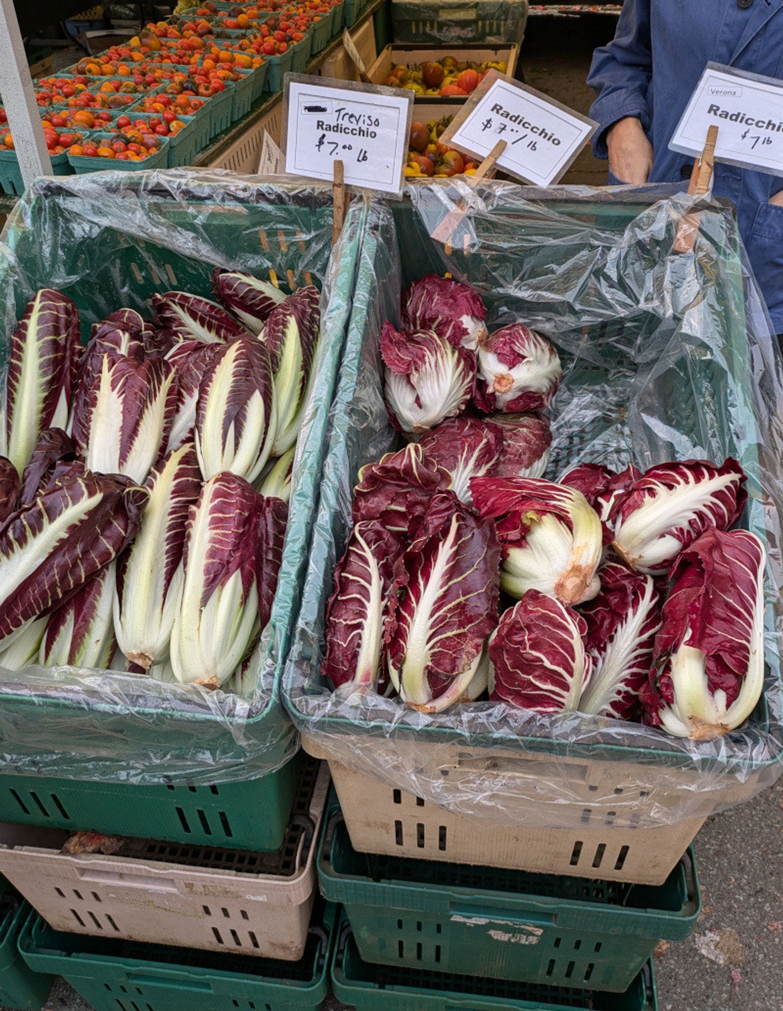 Bins of Treviso and Verona radicchio at Trout Lake Farmers Market today.