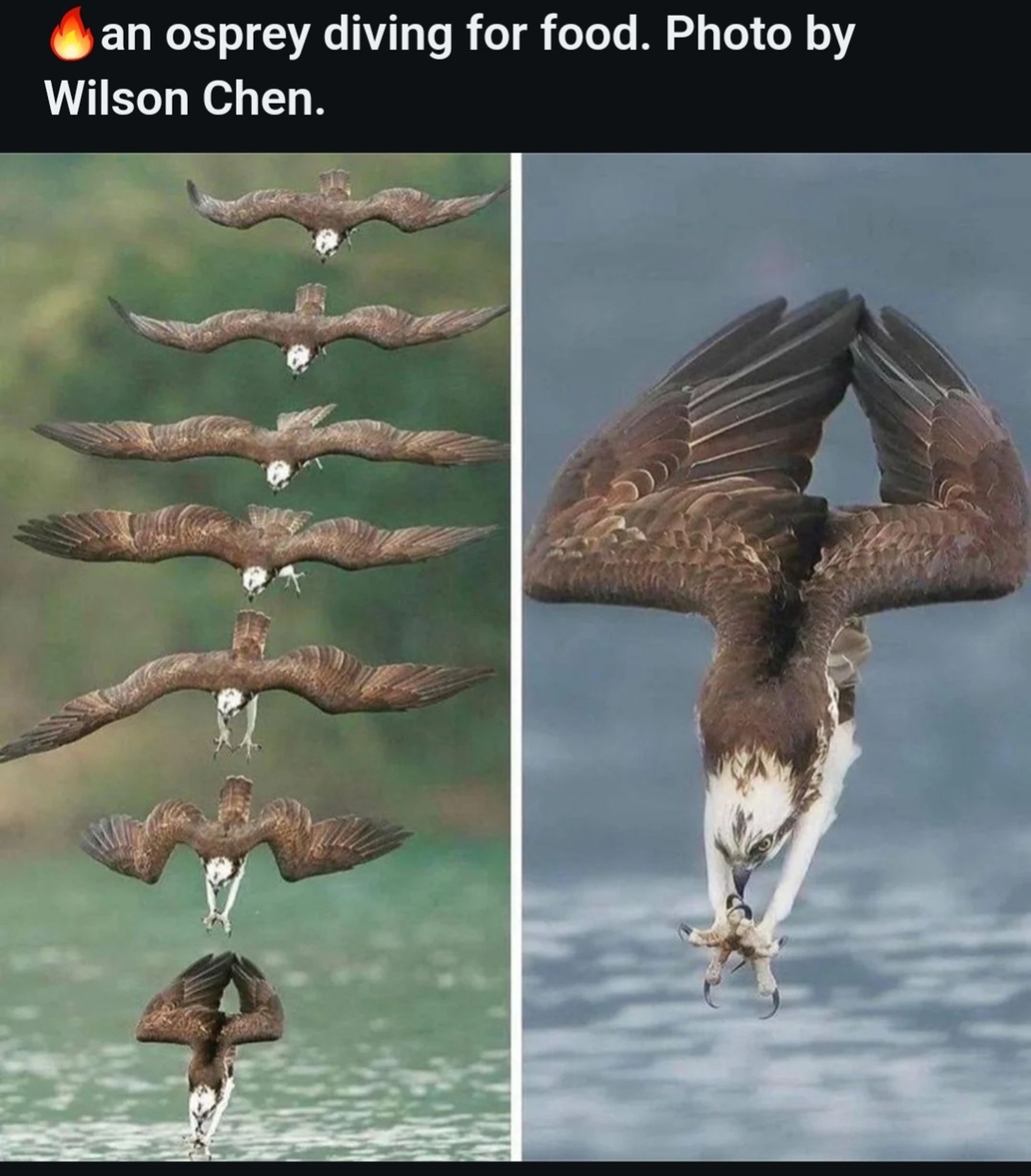 Photos by Wilson Chen of an Osprey diving