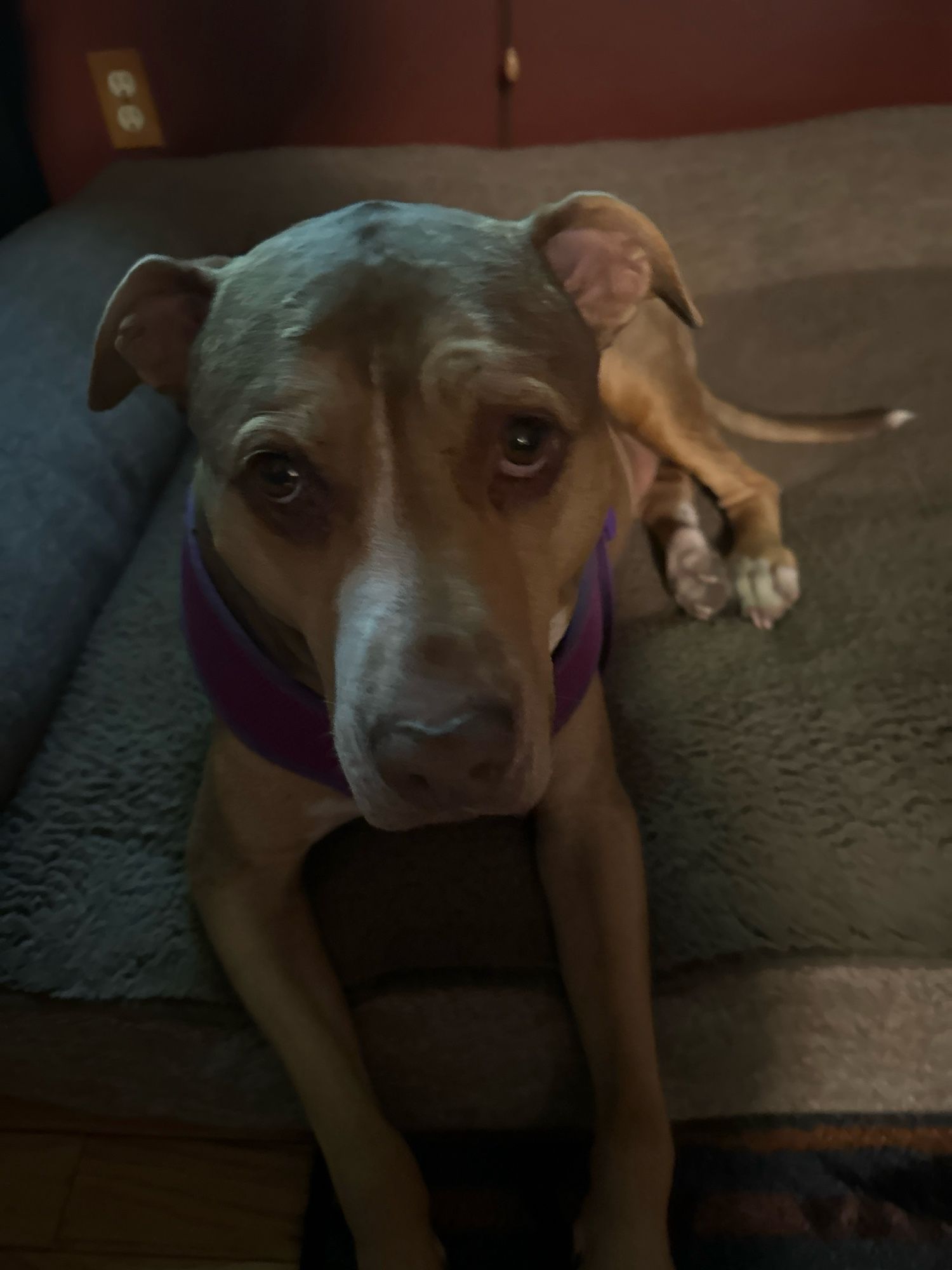 A brown and white pibble looks longingly at the camera hoping that a treat is involved.