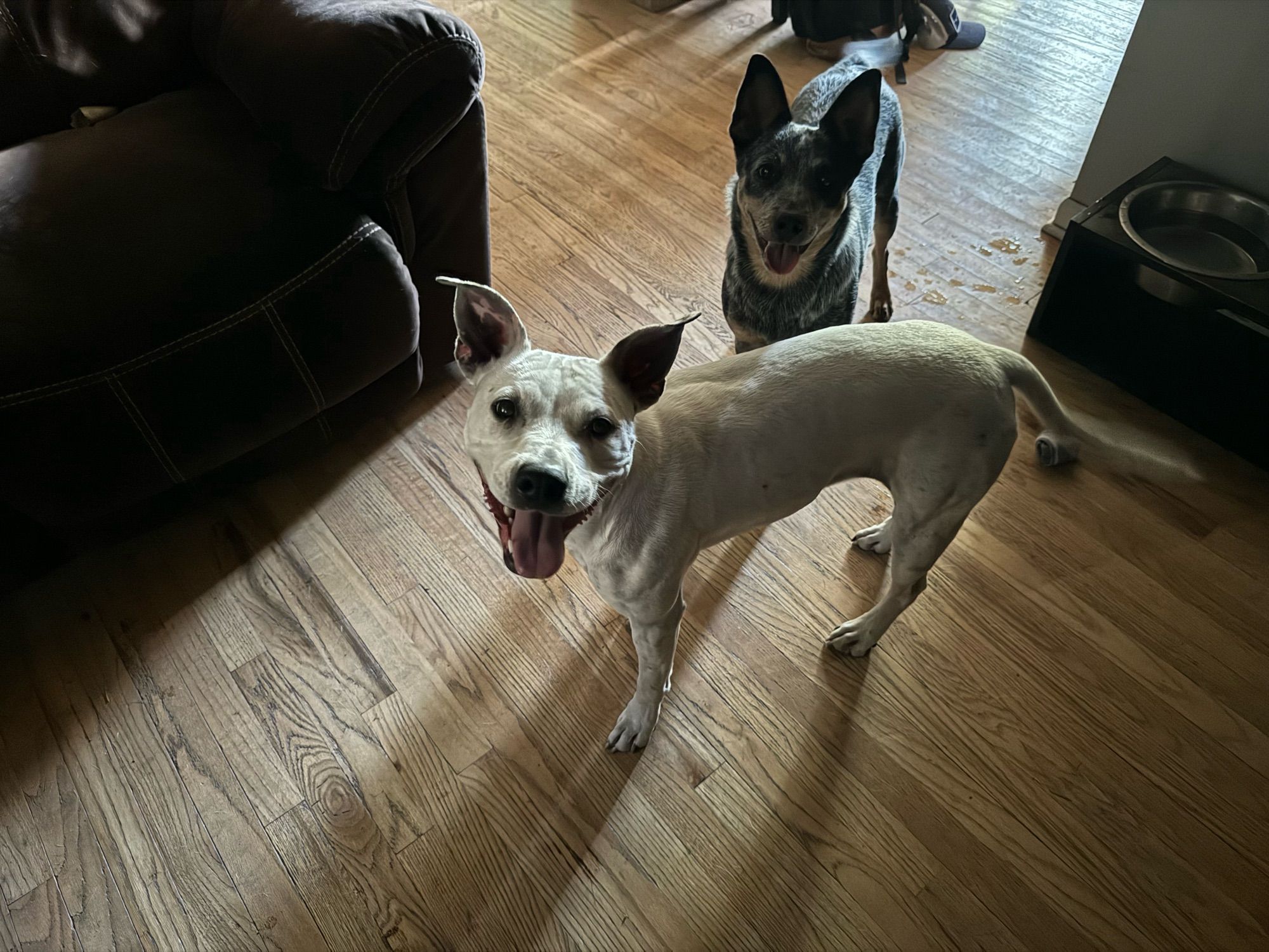 Indigo, an Australian cattle dog, and Echo, a manic pixie pit bull mix, look at the camera with gorgeous ears