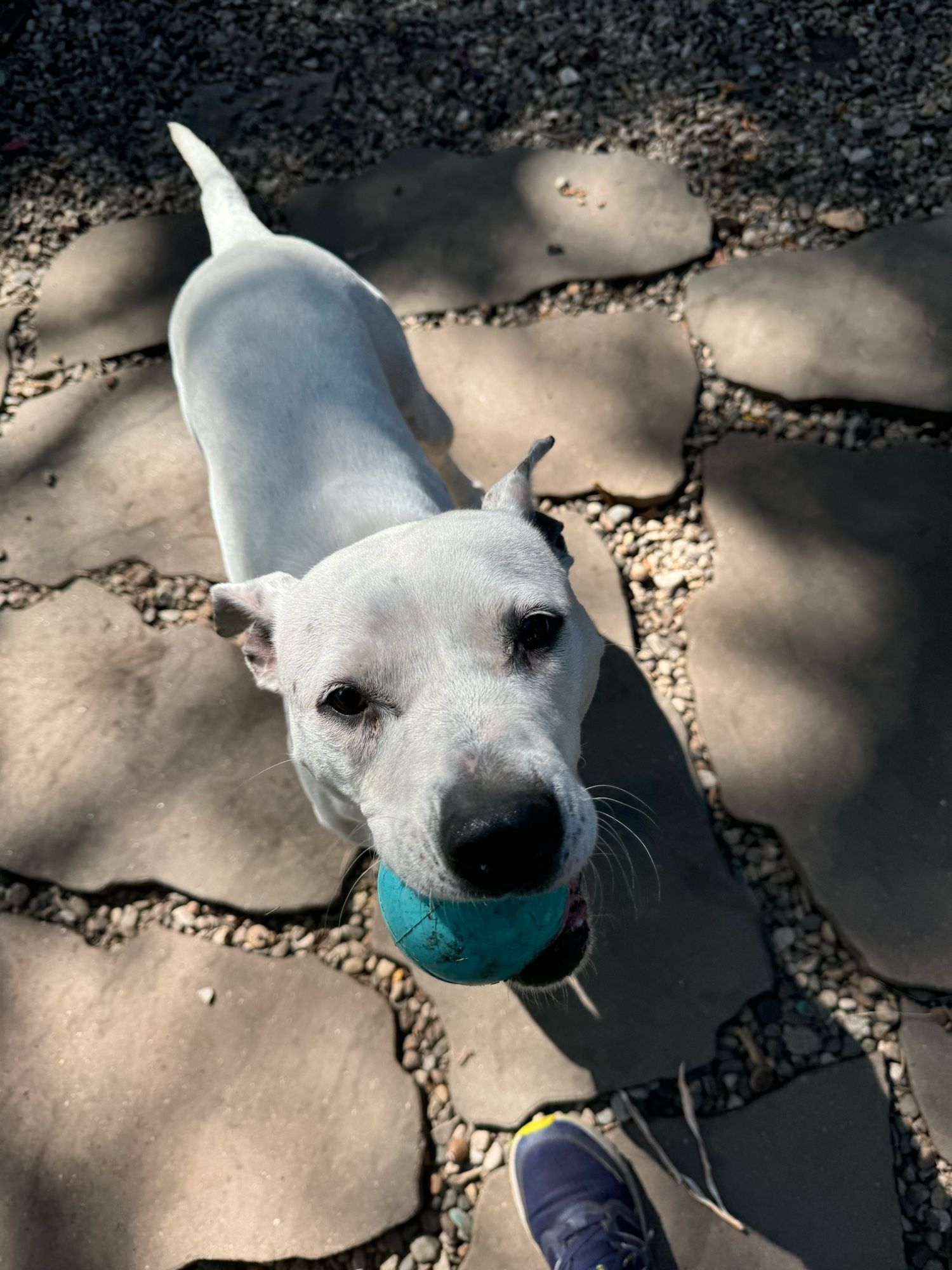 A white dog with a green ball in her mouth invites you to play ball for the next few hours.