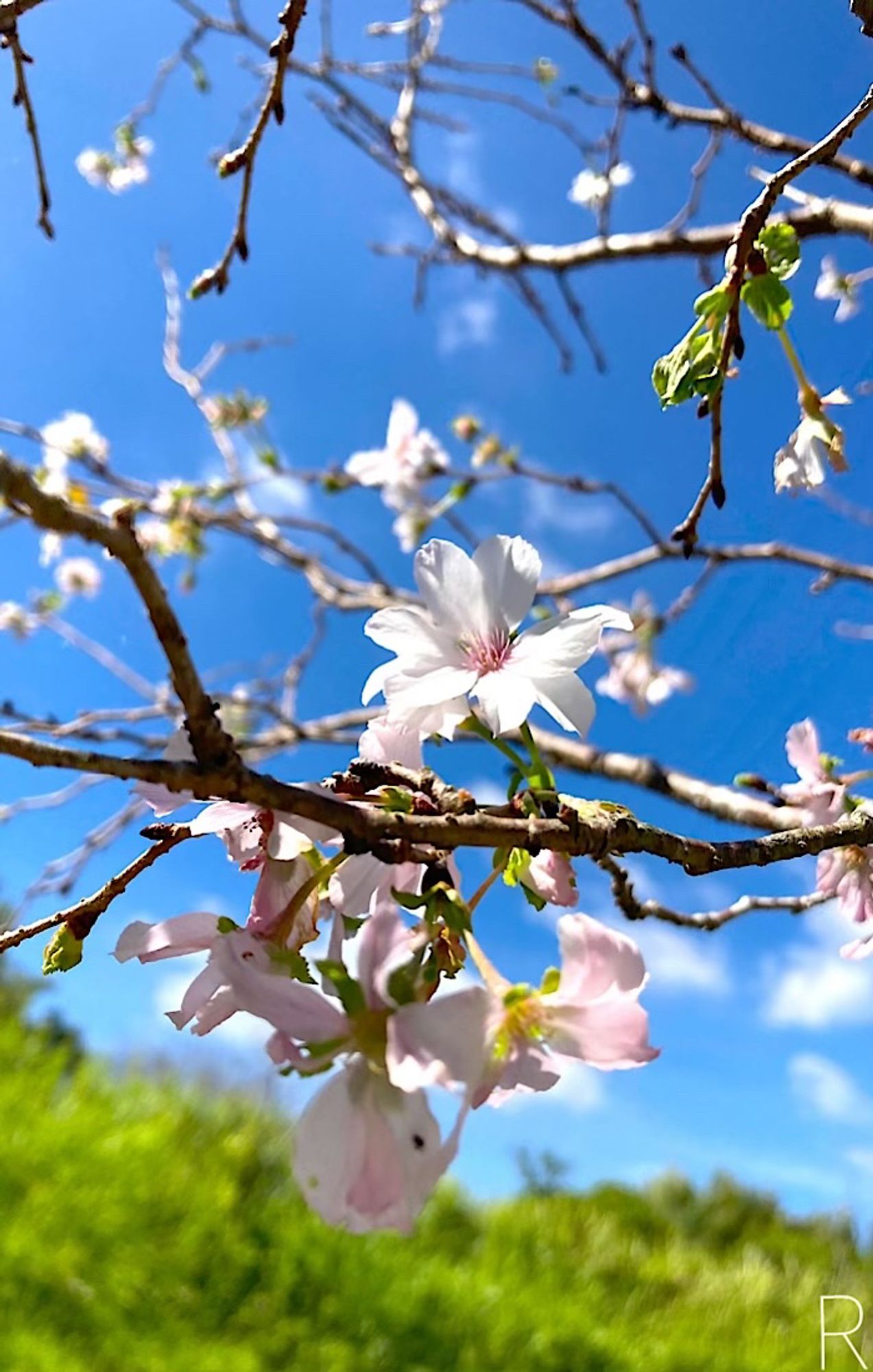 10月1日に撮った十月桜🌸
白い花、少しピンク色も入ってます