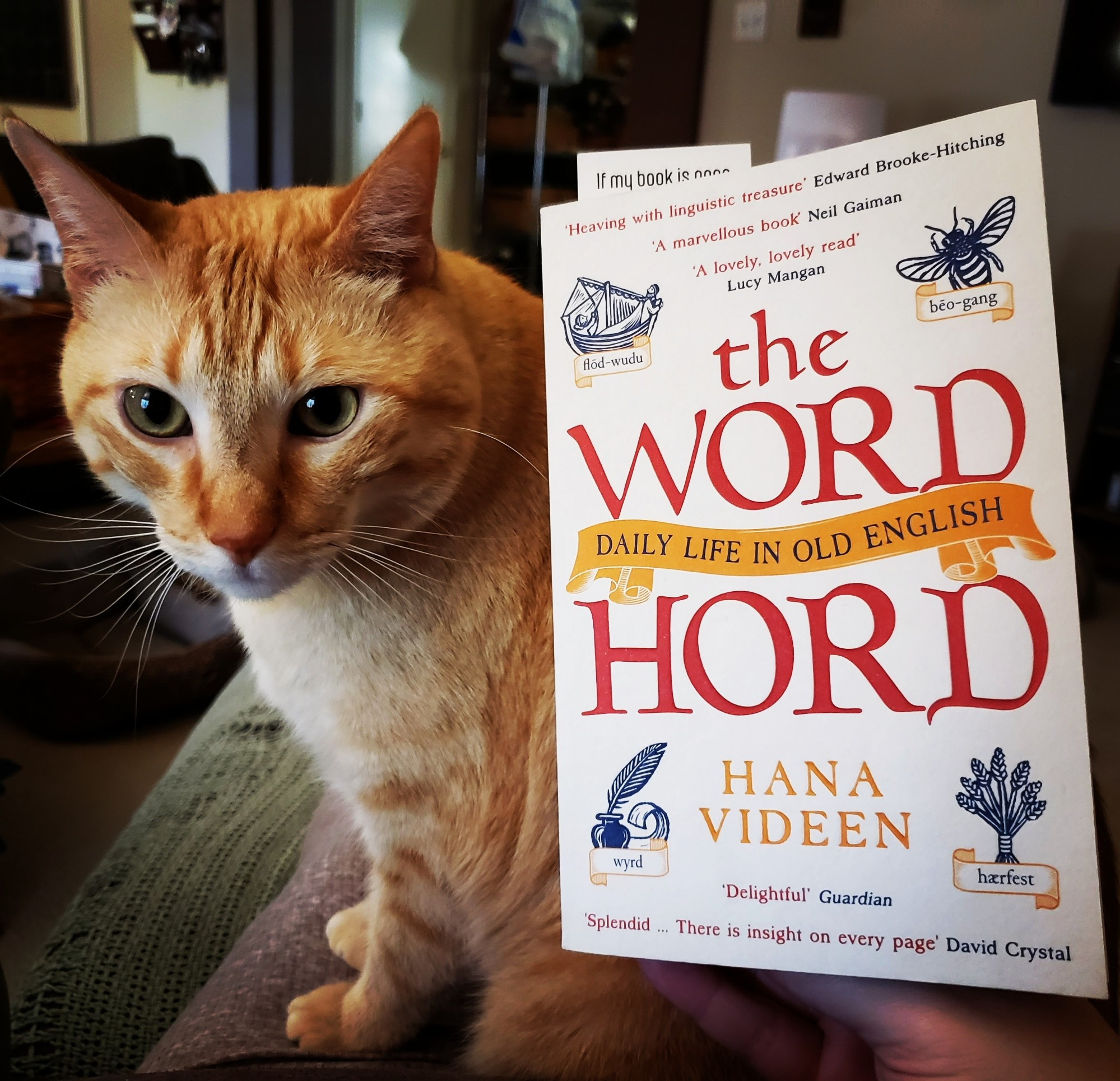 Magnificent ginger tabby cat peeks at the cover of The Word Hord, by Hana Videen