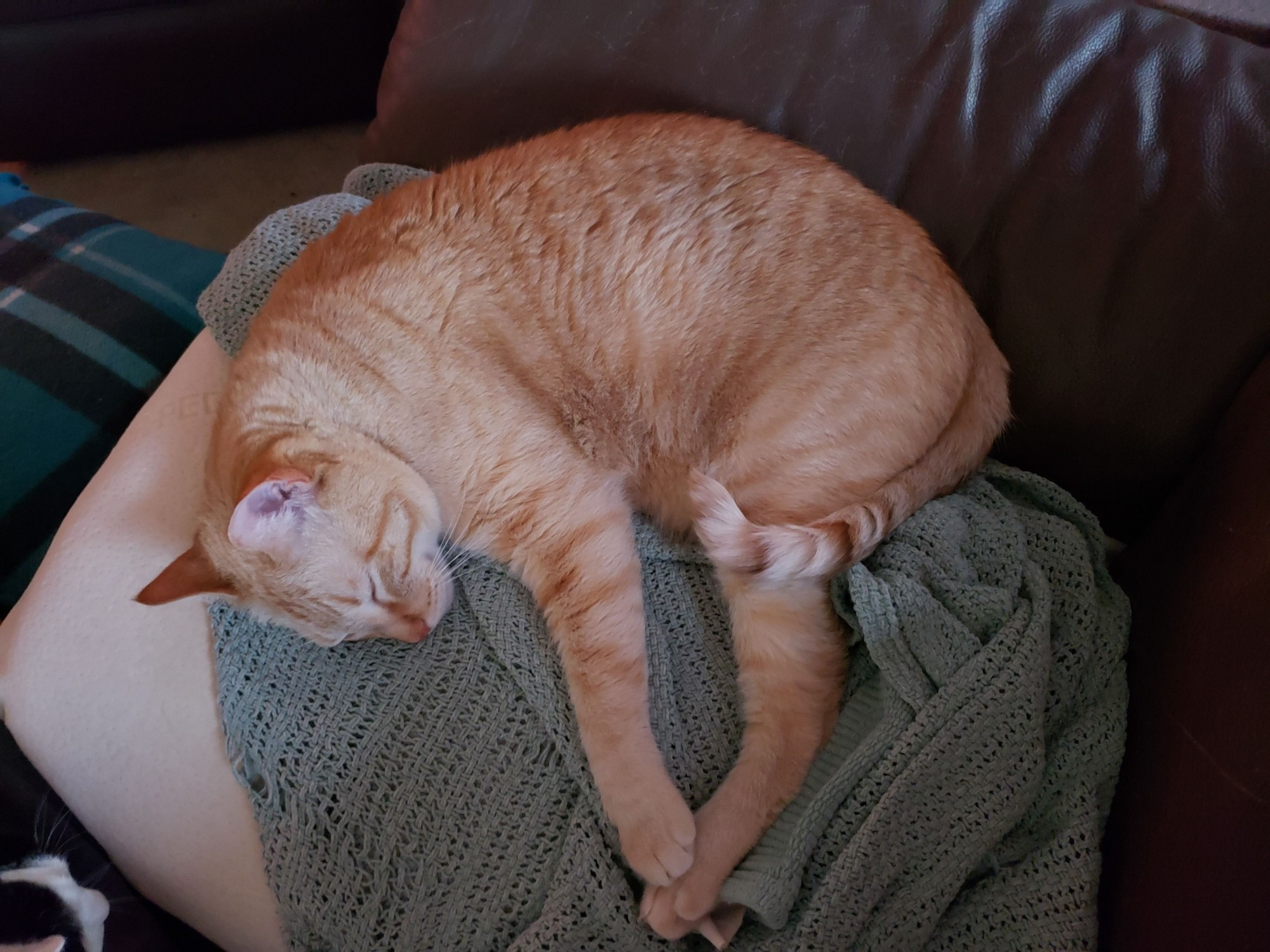 A magnificent ginger tabby with a mackerel stripe pattern