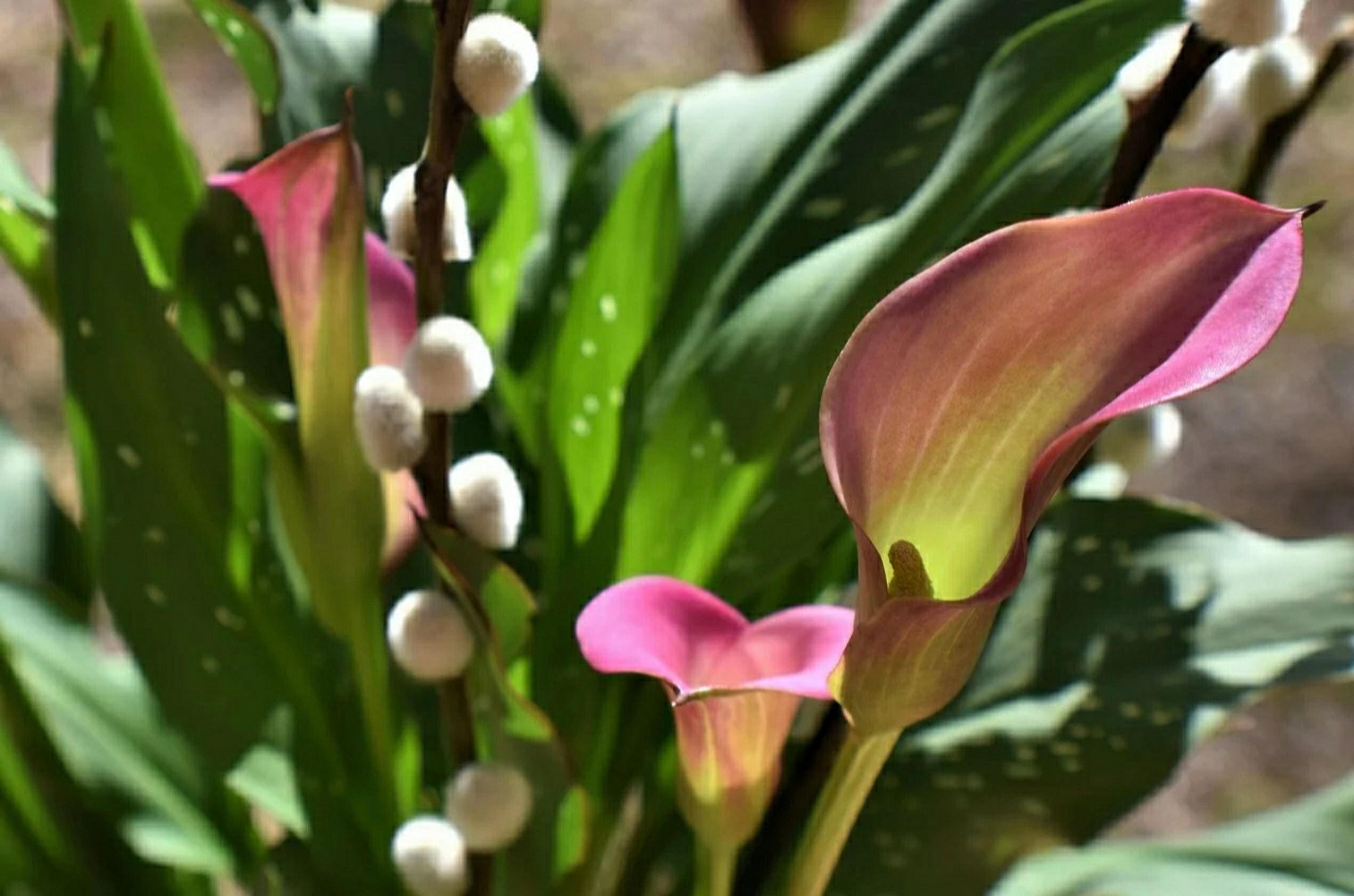 Calla Lily Flower