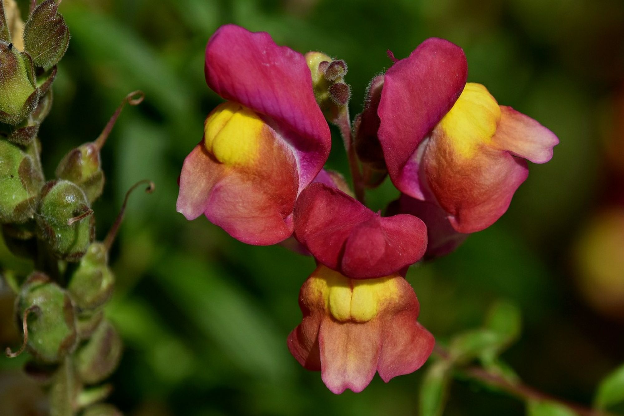 Snapdragon Flower