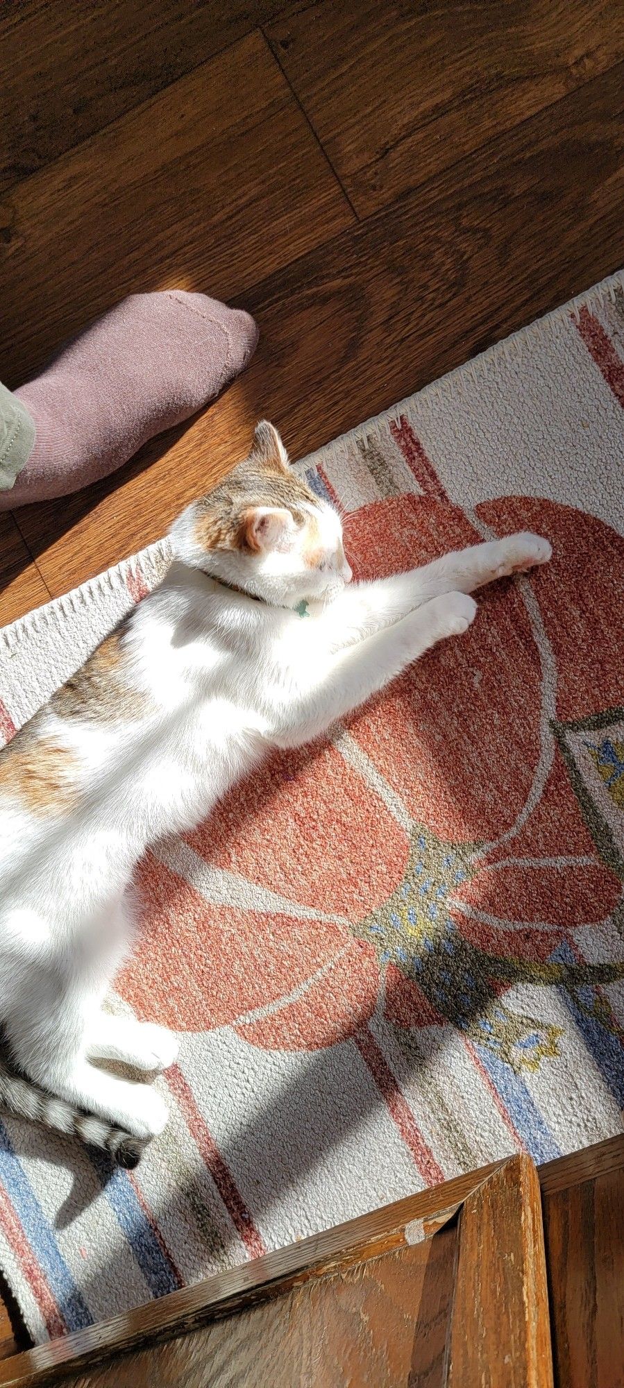 Maple Syrup the cat laying on a pumpkin rug