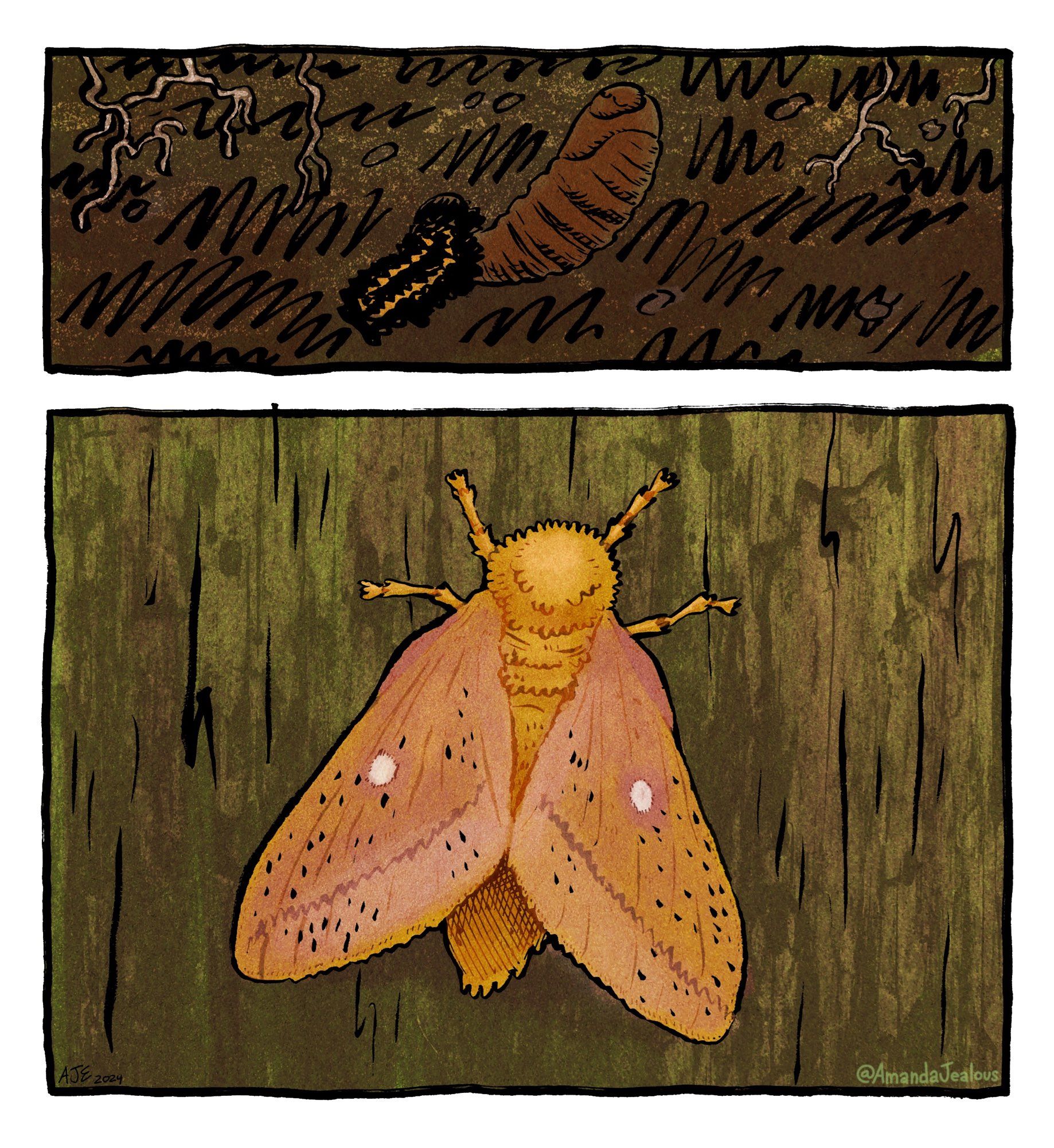 (2/2) The 2nd page of a two page mini comic. There are two long rectangular panels. The first panel takes up the top 1/3 of the page. In the panel we see the Orange-tipped Oakworm Moth now pupating underground. The 2nd and final panel takes up the remaining 2/3 of the the page. It shows the Orange-tipped Oakworm Moth as a full adult moth in all of it’s pink and orange glory.