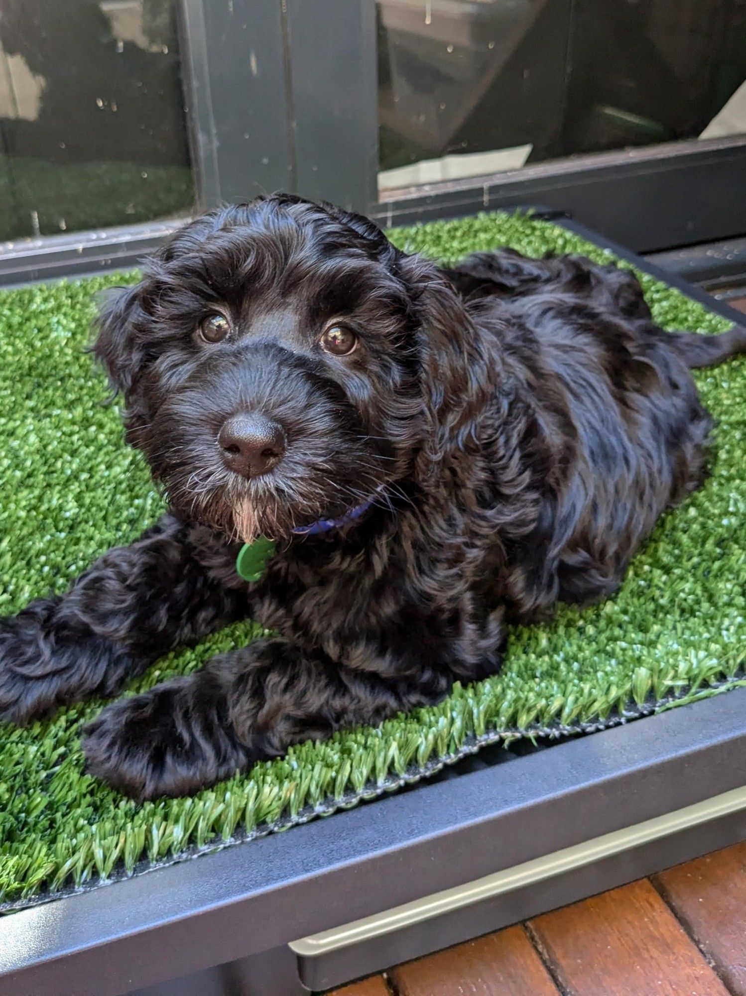 A black Australian Cobberdog puppy, looking directly at the camera while lounging on some fake grass.