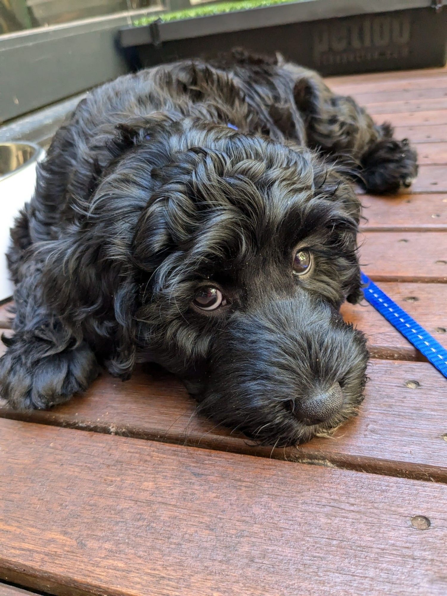 Callisto lying on the wooden decking outside looking up at me with her big black puppy dog eyes