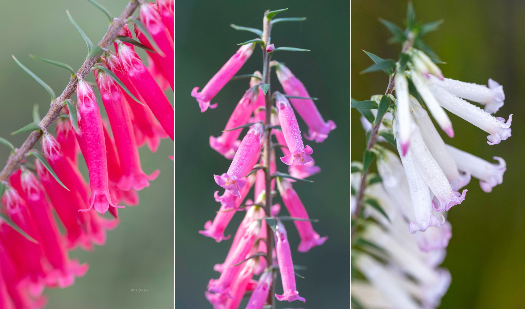 Epacris impressa (common heath) adding a splash of winter colour on Genoa Peak, Croajingolong National Park, VIC.