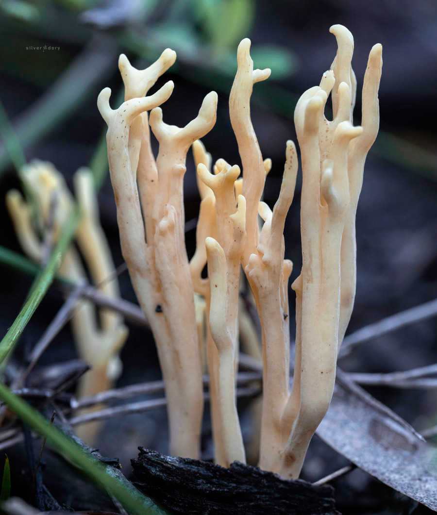 Coralloid fungi (Ramaria lorithamnus?) emerging from the forest floor on Genoa Peak, Croajingolong NP, VIC.