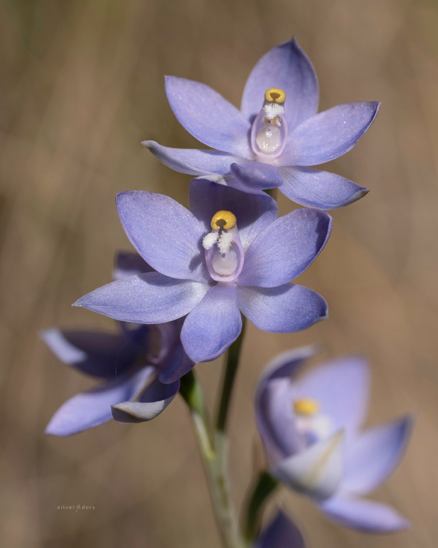 Highland sun orchid (Thelymitra alpina), Namadgi NP, ACT.